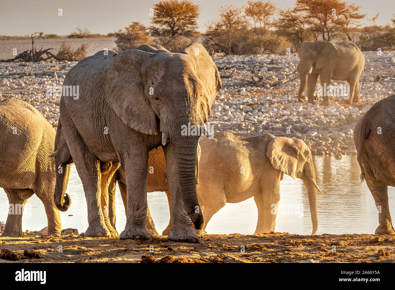 African bush elephants or Loxodonta cyclotis, Etosha National Park, Kunene, Namibia Stock Photo