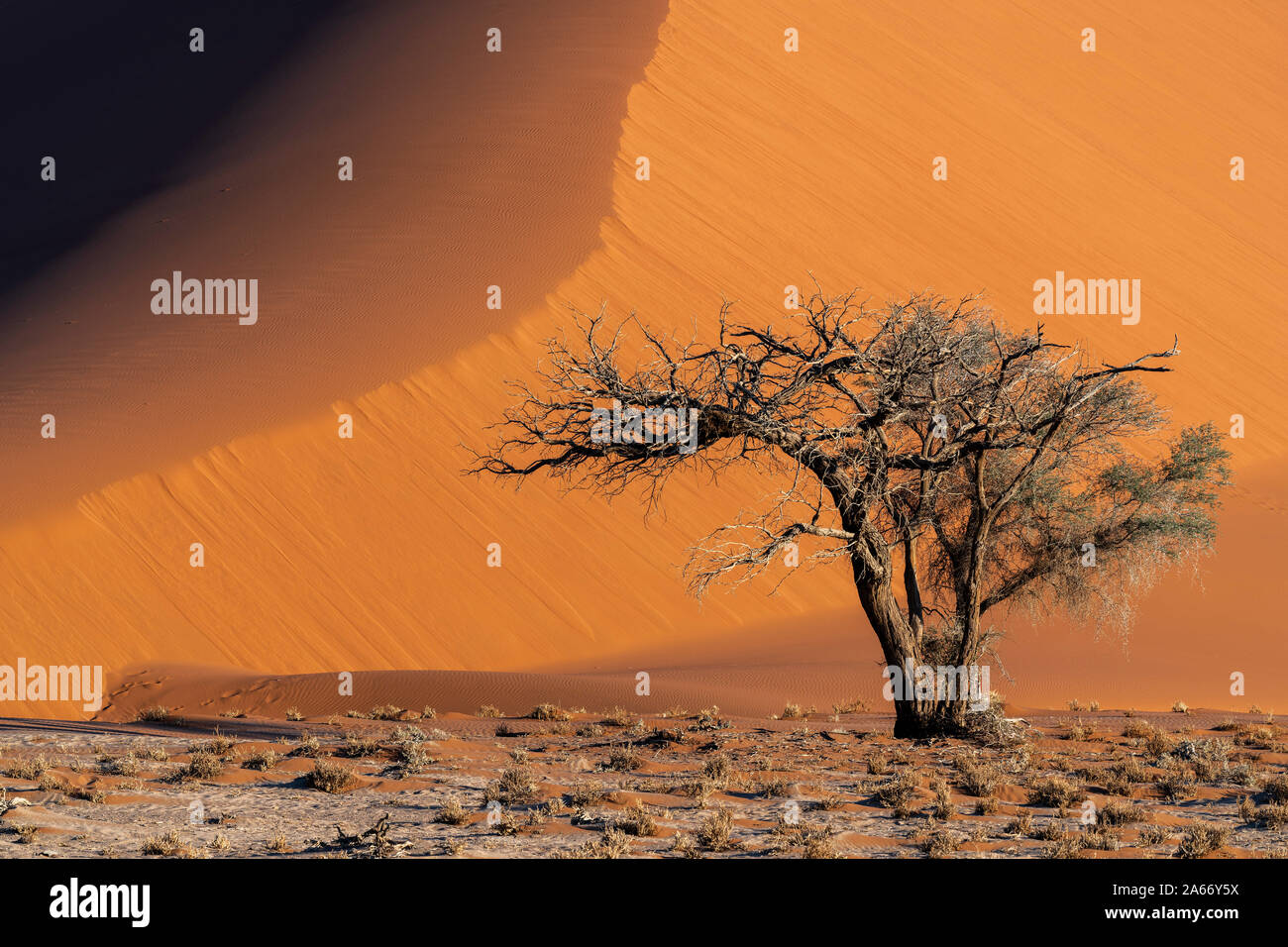 Sand dune, Namib-Naukluft National Park, Sesriem, Namibia Stock Photo