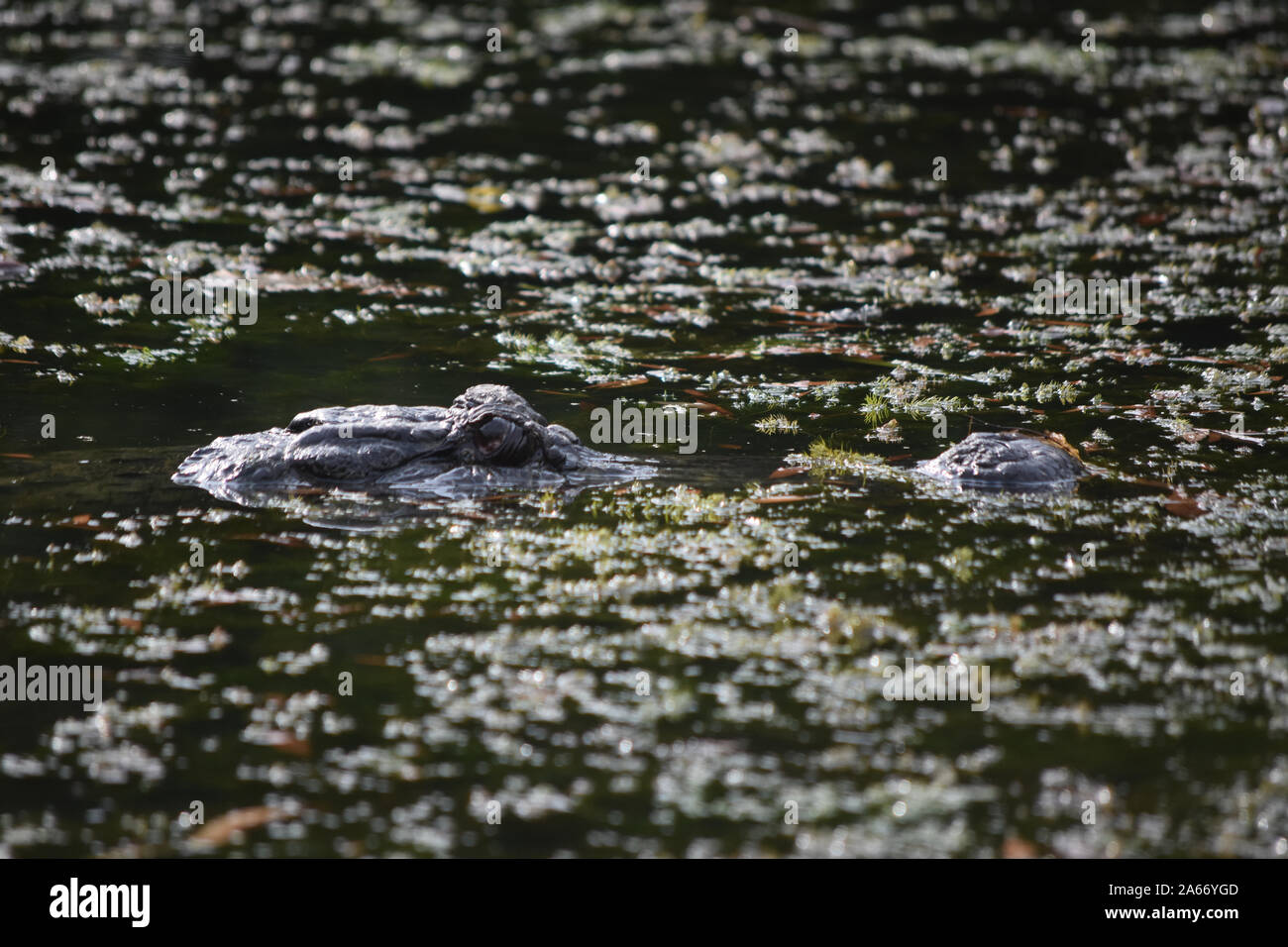 Gator with his eyes and snout just above the swamp water. Stock Photo