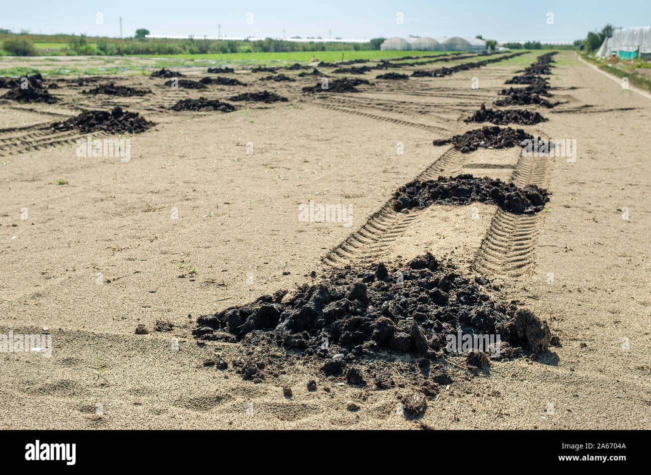 Natural fertilizer in agricultural land scattered on piles. Soil