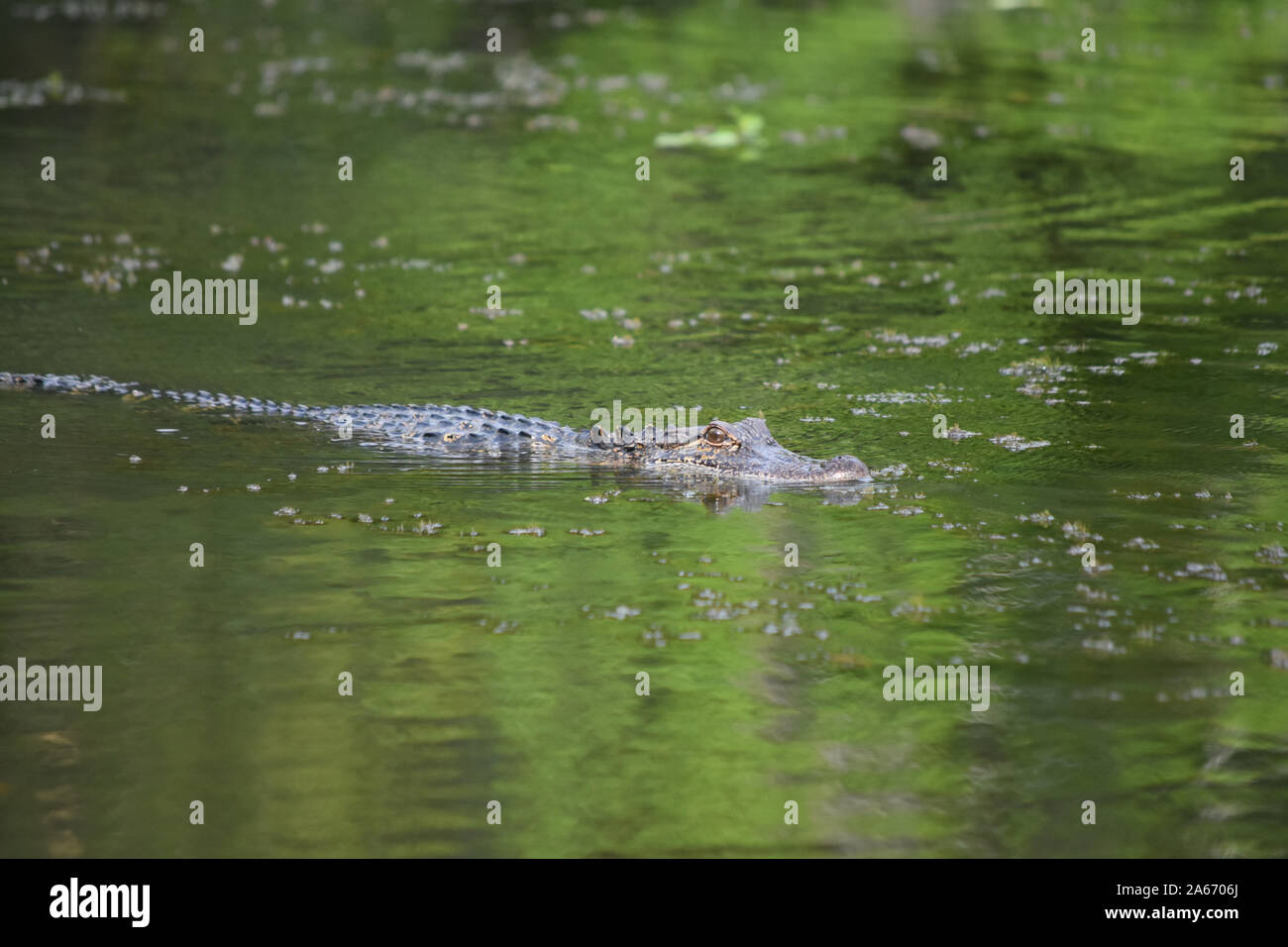 Alligator in the green swamp of Southern Louisiana Stock Photo - Alamy