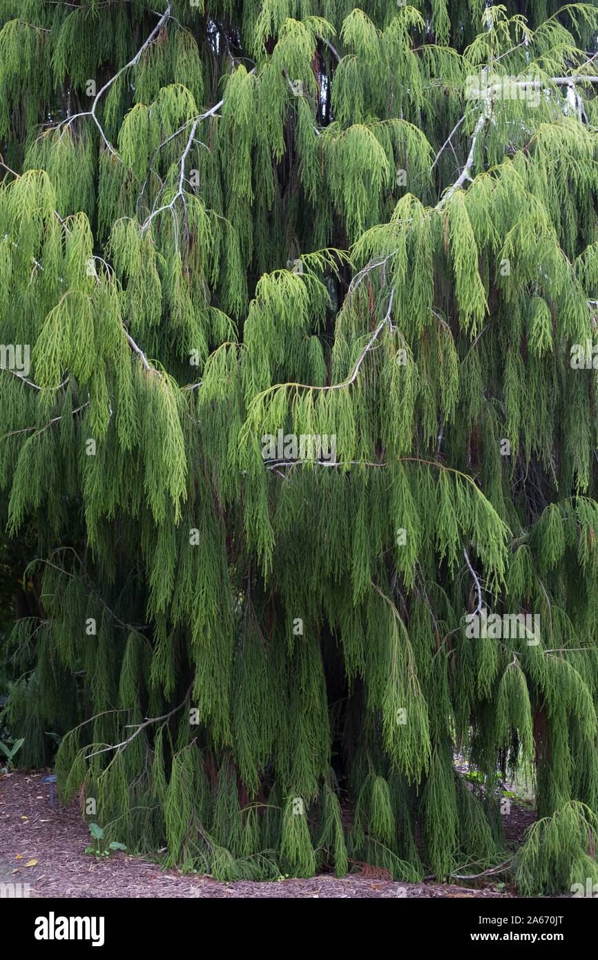 Dacrydium cupressinum, commonly known as rimu tree. Stock Photo