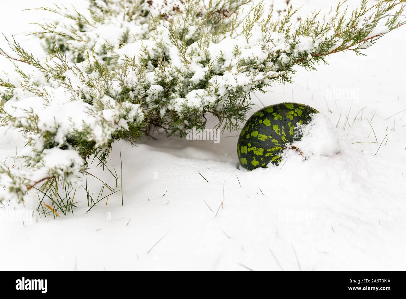 Watermelon snow hi-res stock photography and images - Alamy