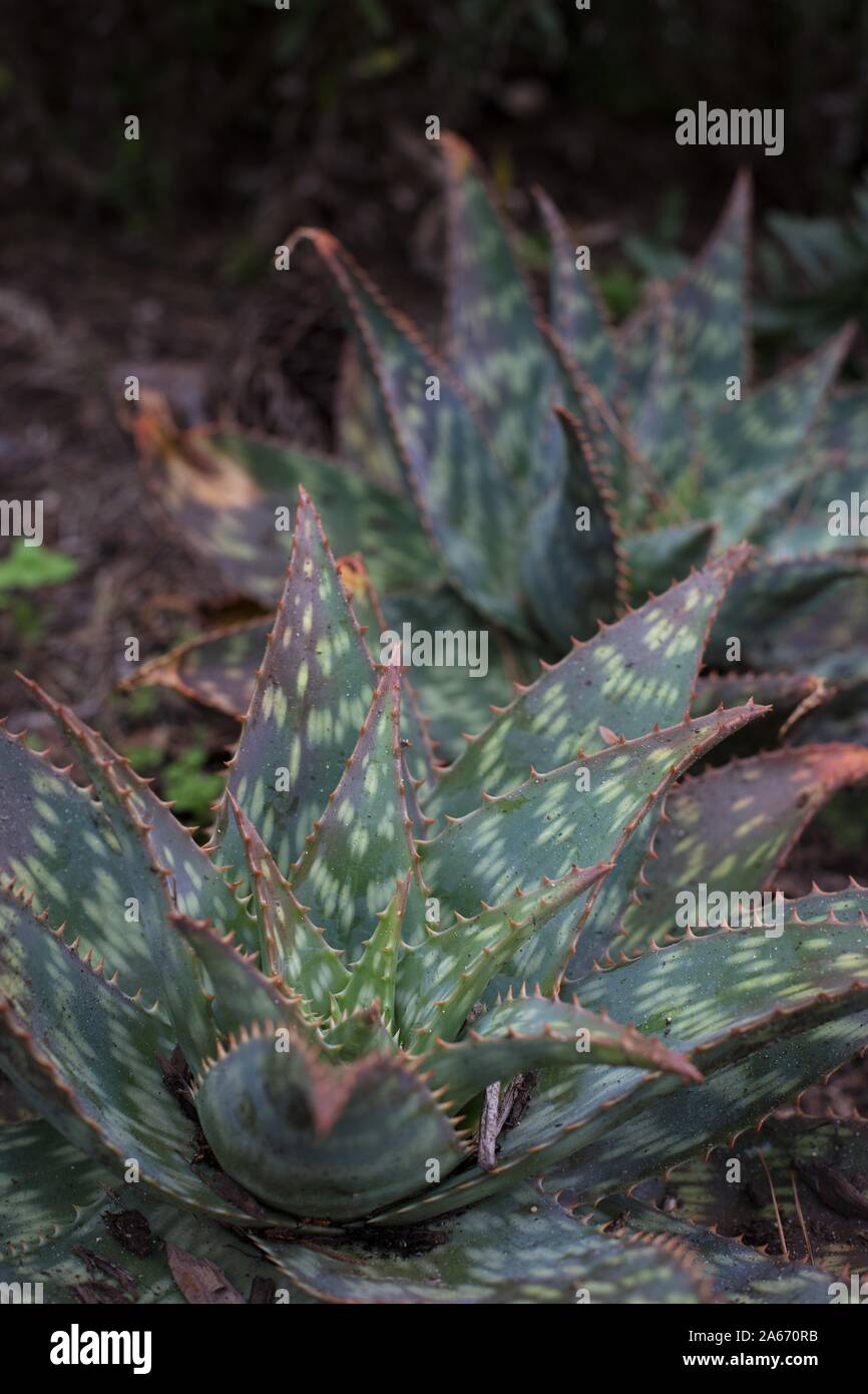 Aloe maculata - zebra aloe. Stock Photo