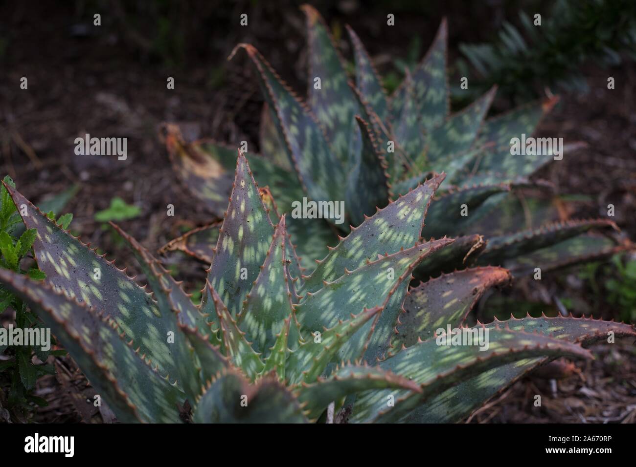 Aloe maculata - zebra aloe. Stock Photo