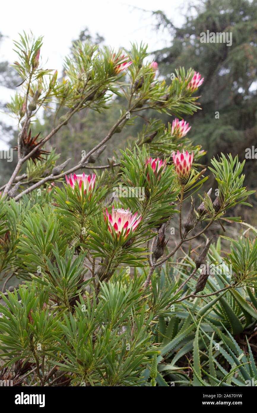 Protea repens - sugar bush. Stock Photo