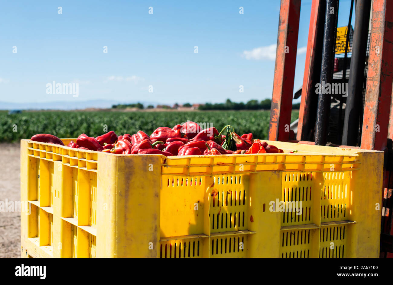 Mature big red peppers in crate ready for transport from the farm. Close-up peppers and agricultural land. Stock Photo