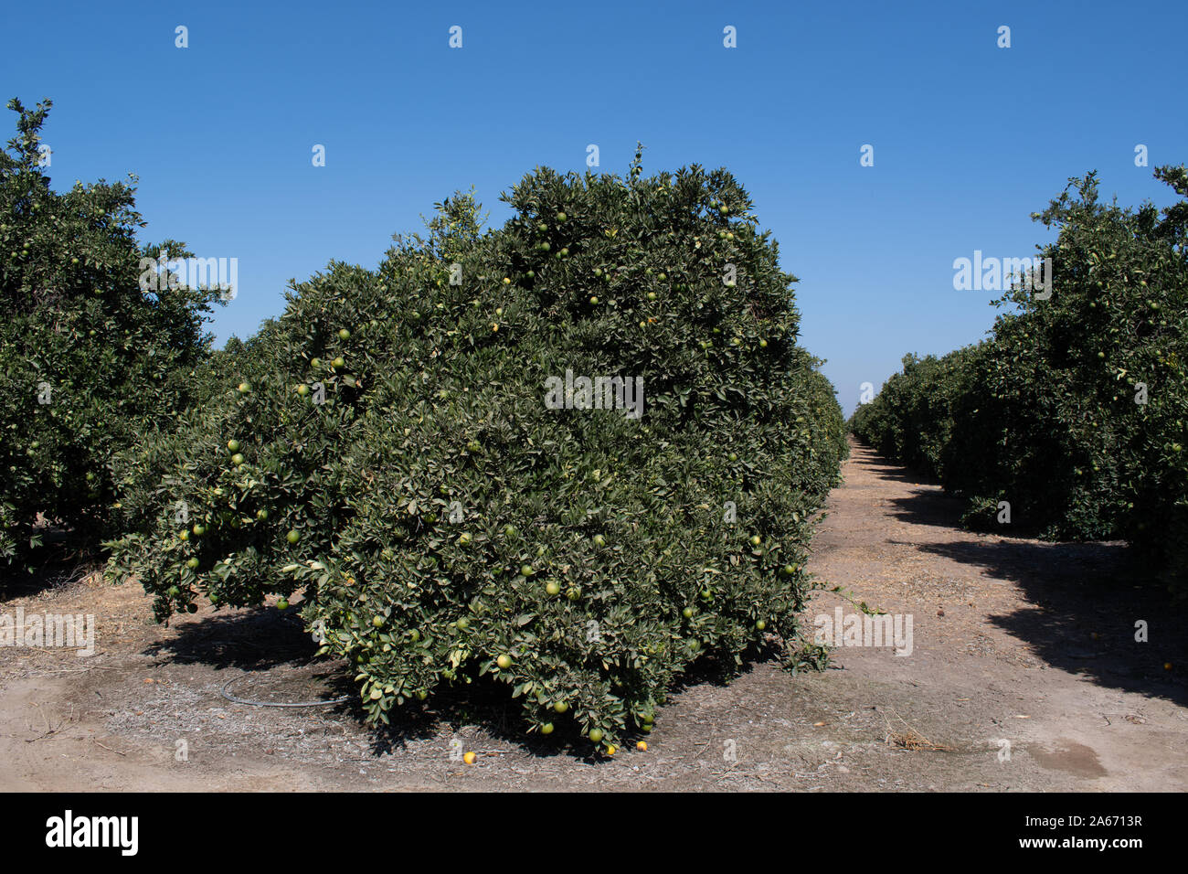 Citrus (Navel Oranges) trees in Autumn Stock Photo