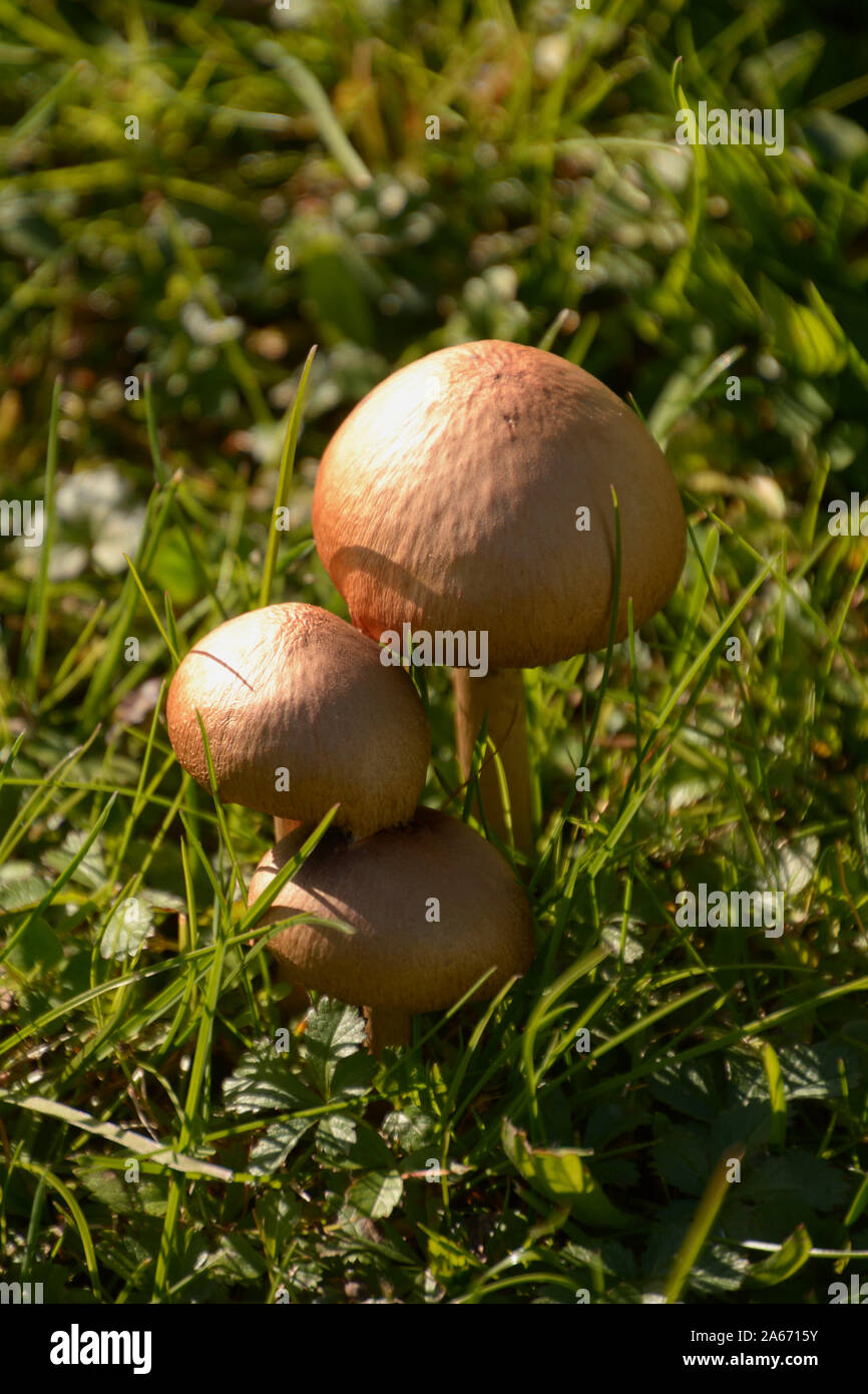 close-up mica cap or shiny cap in october sun, beige birown Coprinellus micaceus mushrooms on a meadow Stock Photo