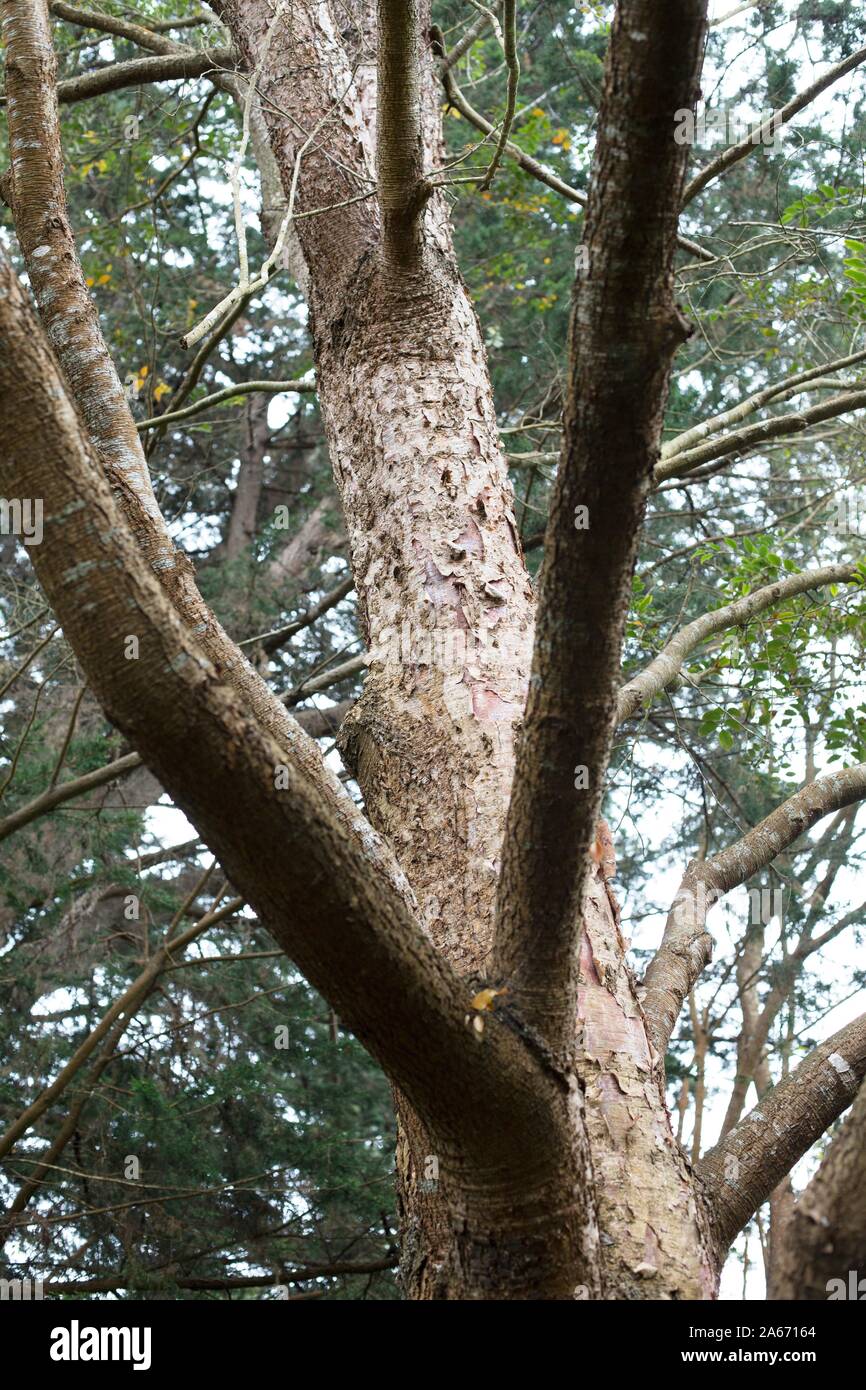 Nothofagus moorei - antarctic beech tree. Stock Photo