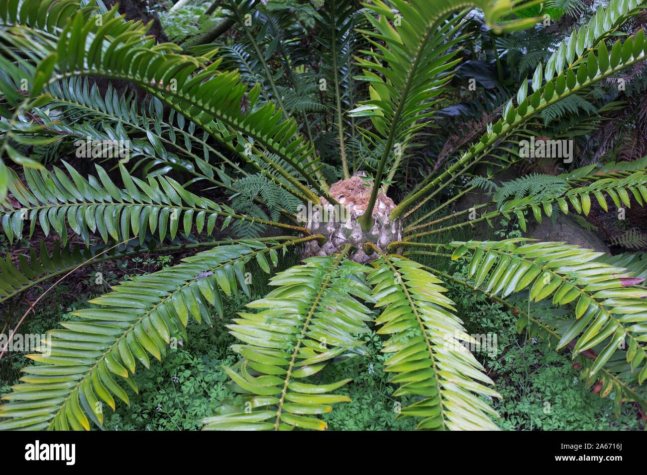 Encephalartos gratus plant. Stock Photo