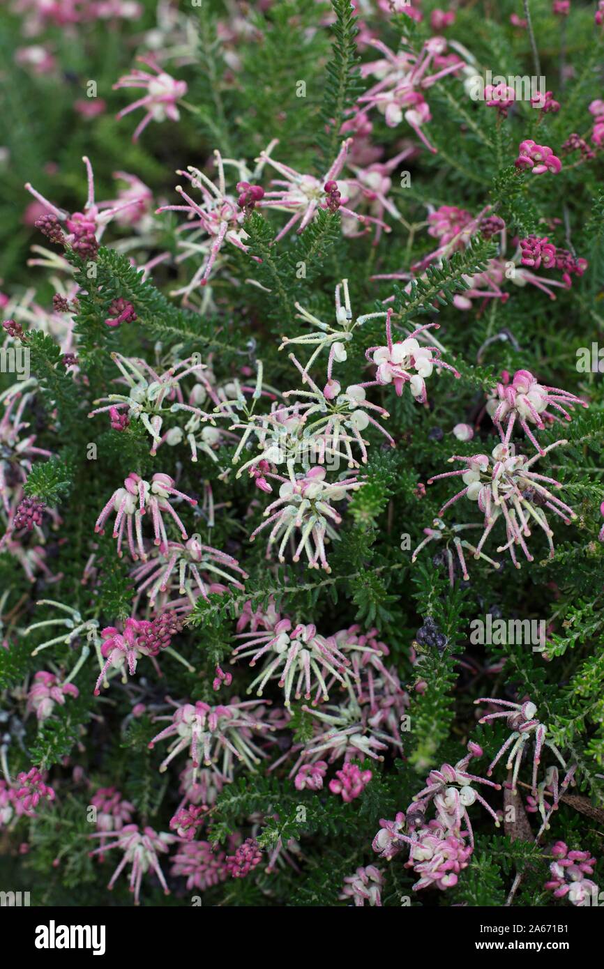 Grevillea lanigera 'Coastal Gem' plant. Stock Photo
