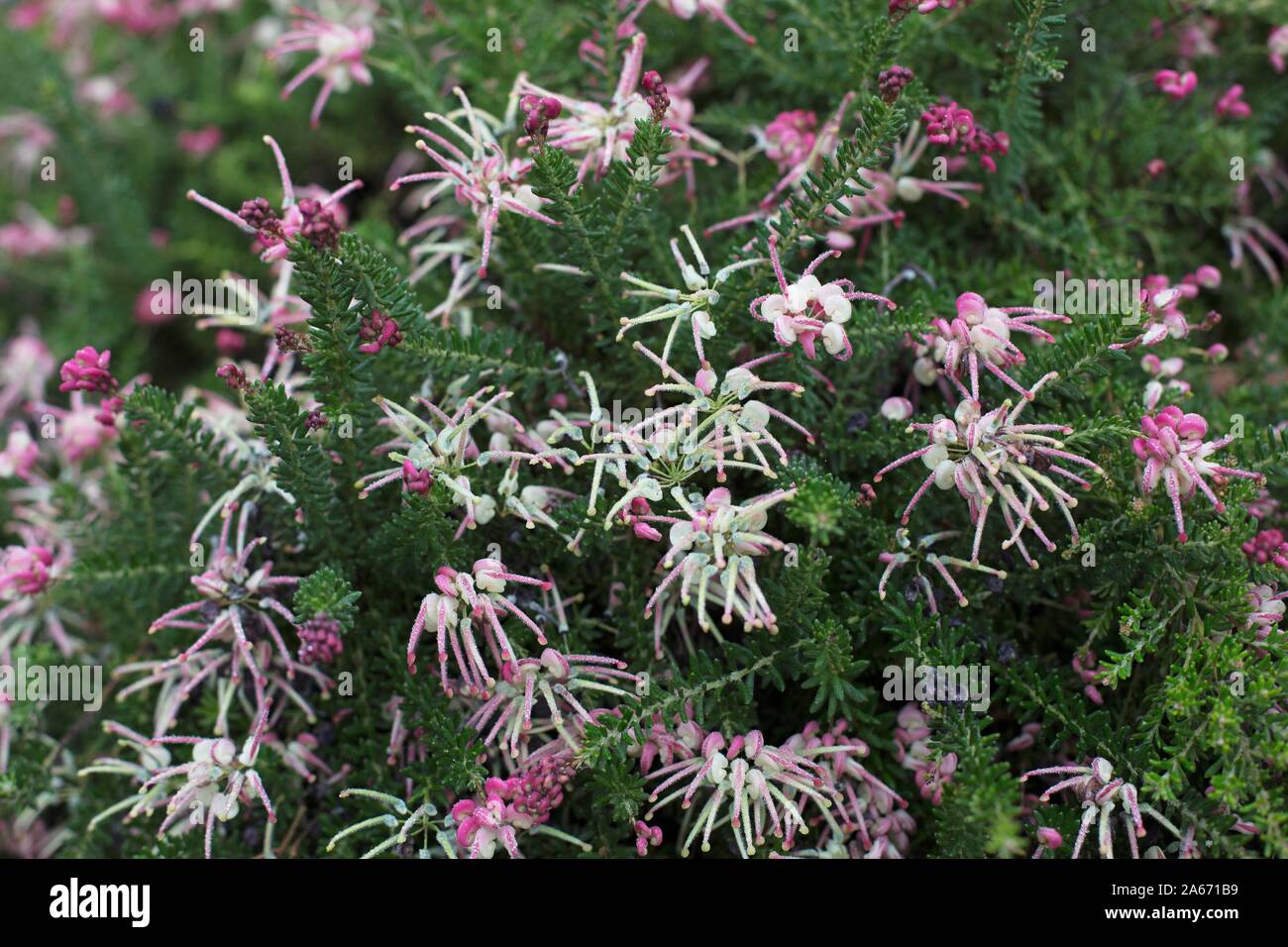 Grevillea lanigera 'Coastal Gem' plant Stock Photo Alamy