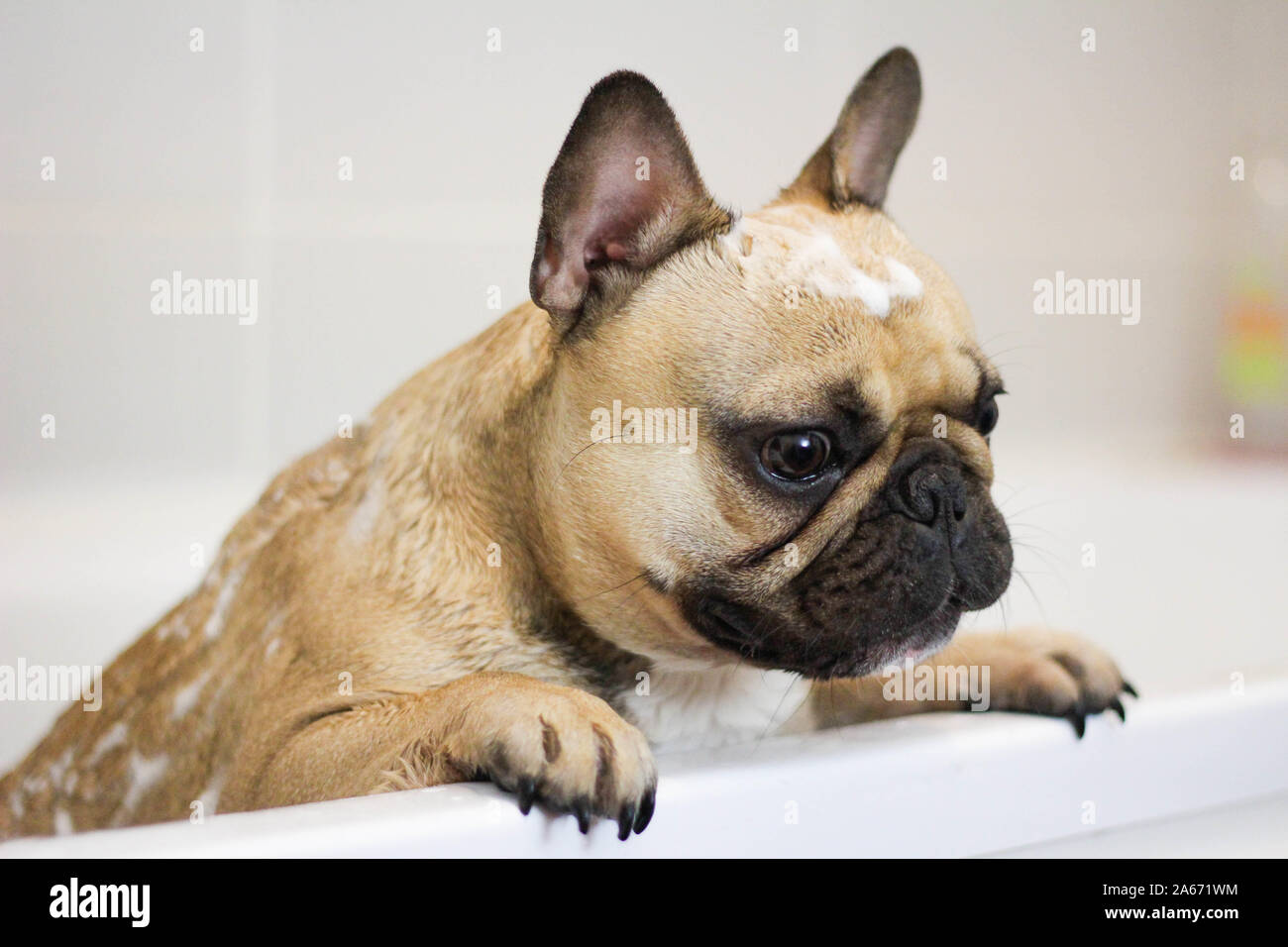 cute french bulldog dog with soap bubbles on head in bath tub getting