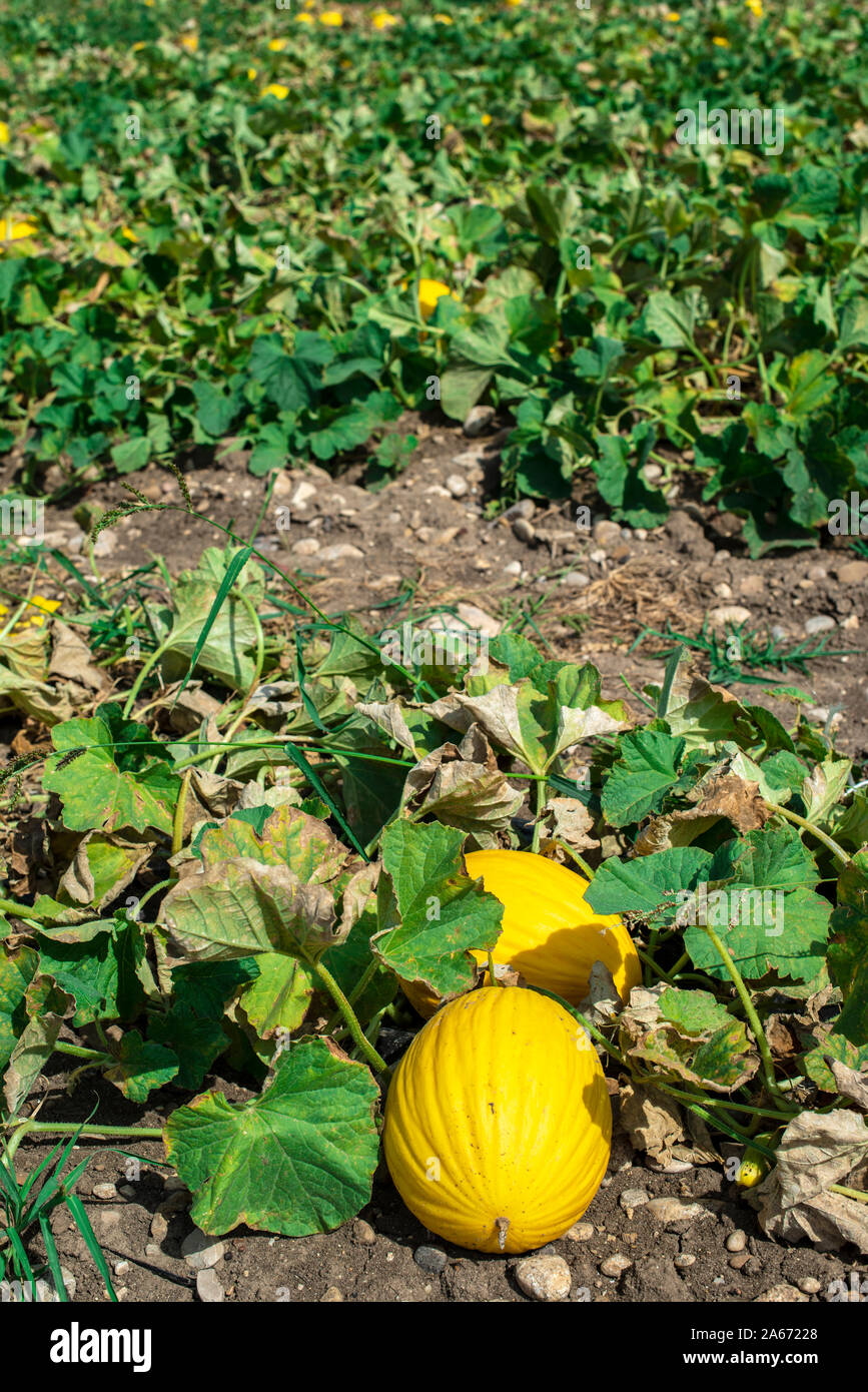 Melons in the field. Sunny day. Plantation with yellow melons in Italy