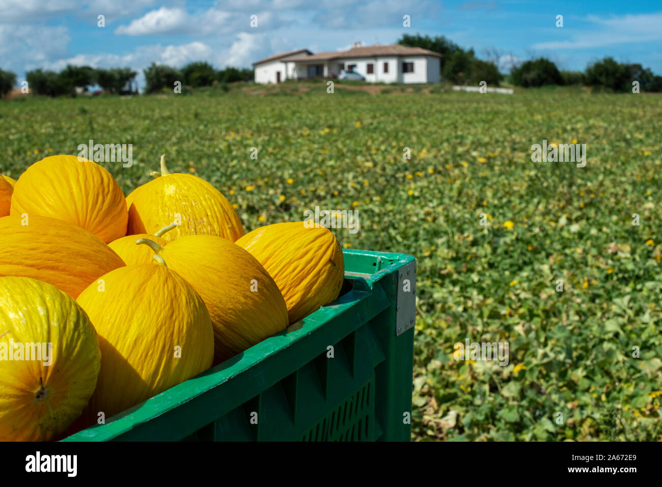 Canary yellow melons in crate loaded on truck from the farm. Transport melons from the plantation. Sunny day. Stock Photo