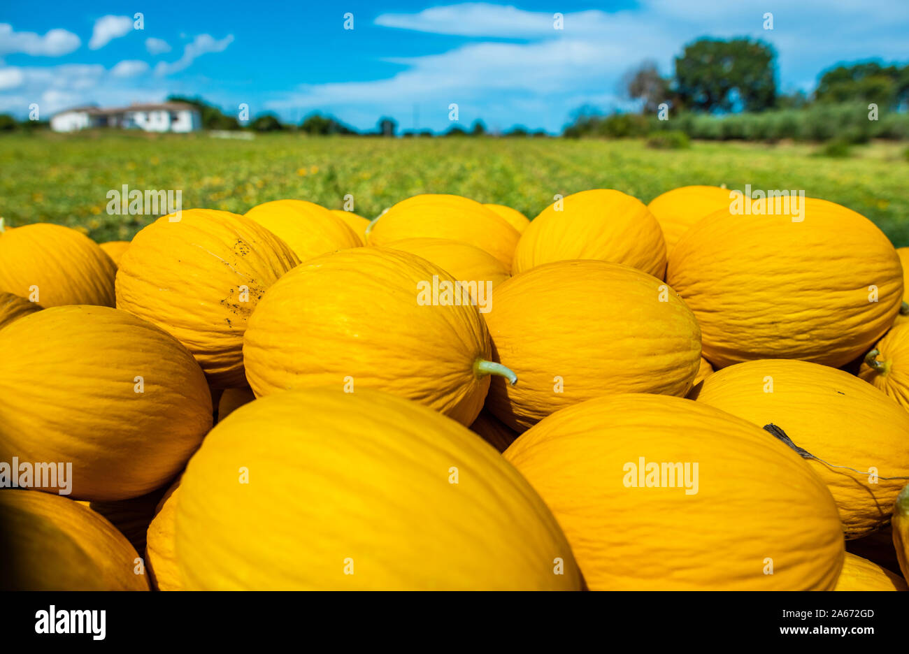 Canary yellow melons from the farm. Sunny day. Pile of melons in the plantation. Stock Photo
