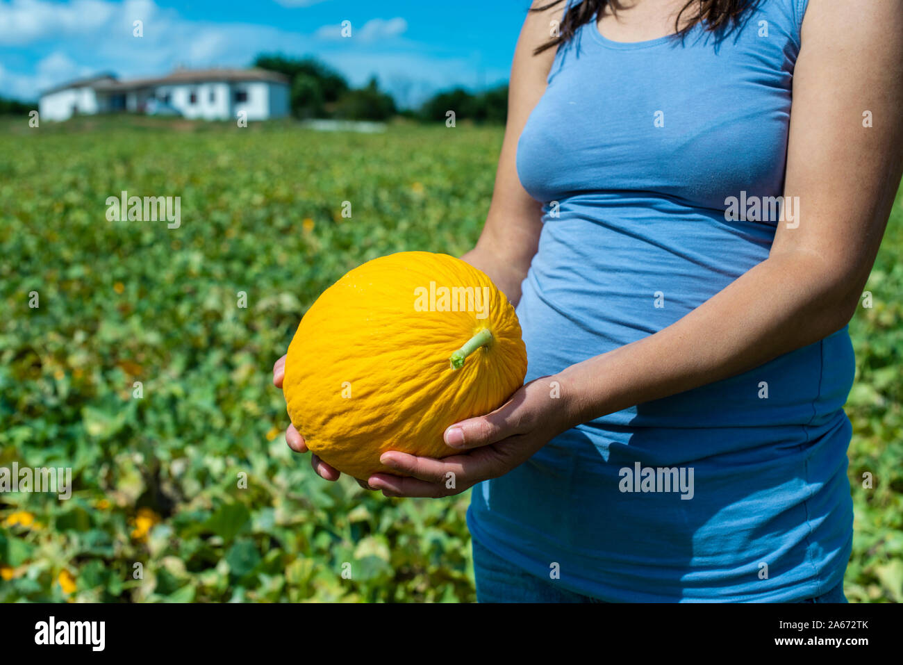 Harvest canary melons. Sunny day. Picking yellow melons in plantation. Woman hold melon in a big farm. Stock Photo