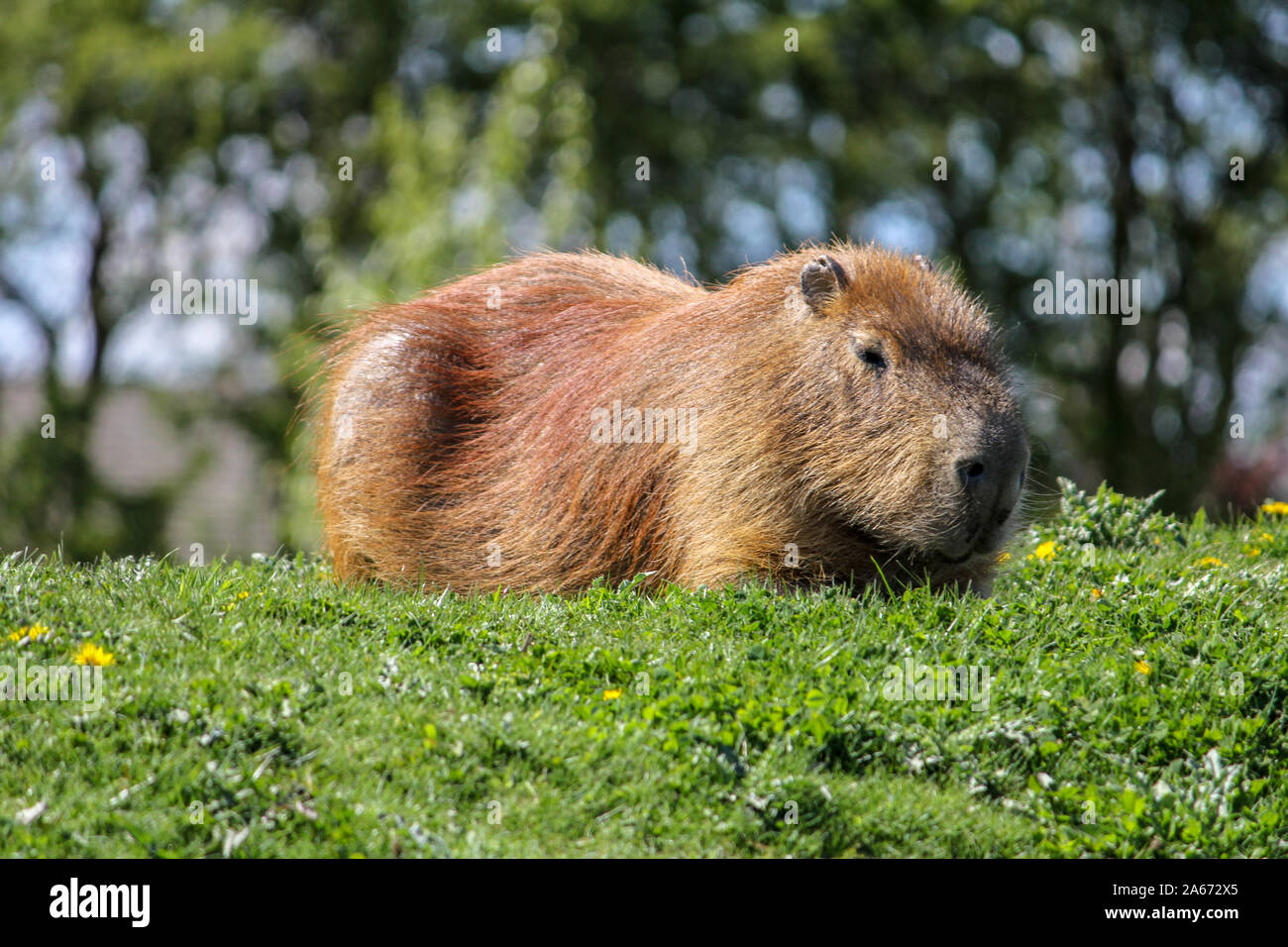 Capybara laying on the grass, Yorkshire Wildlife Park Stock Photo