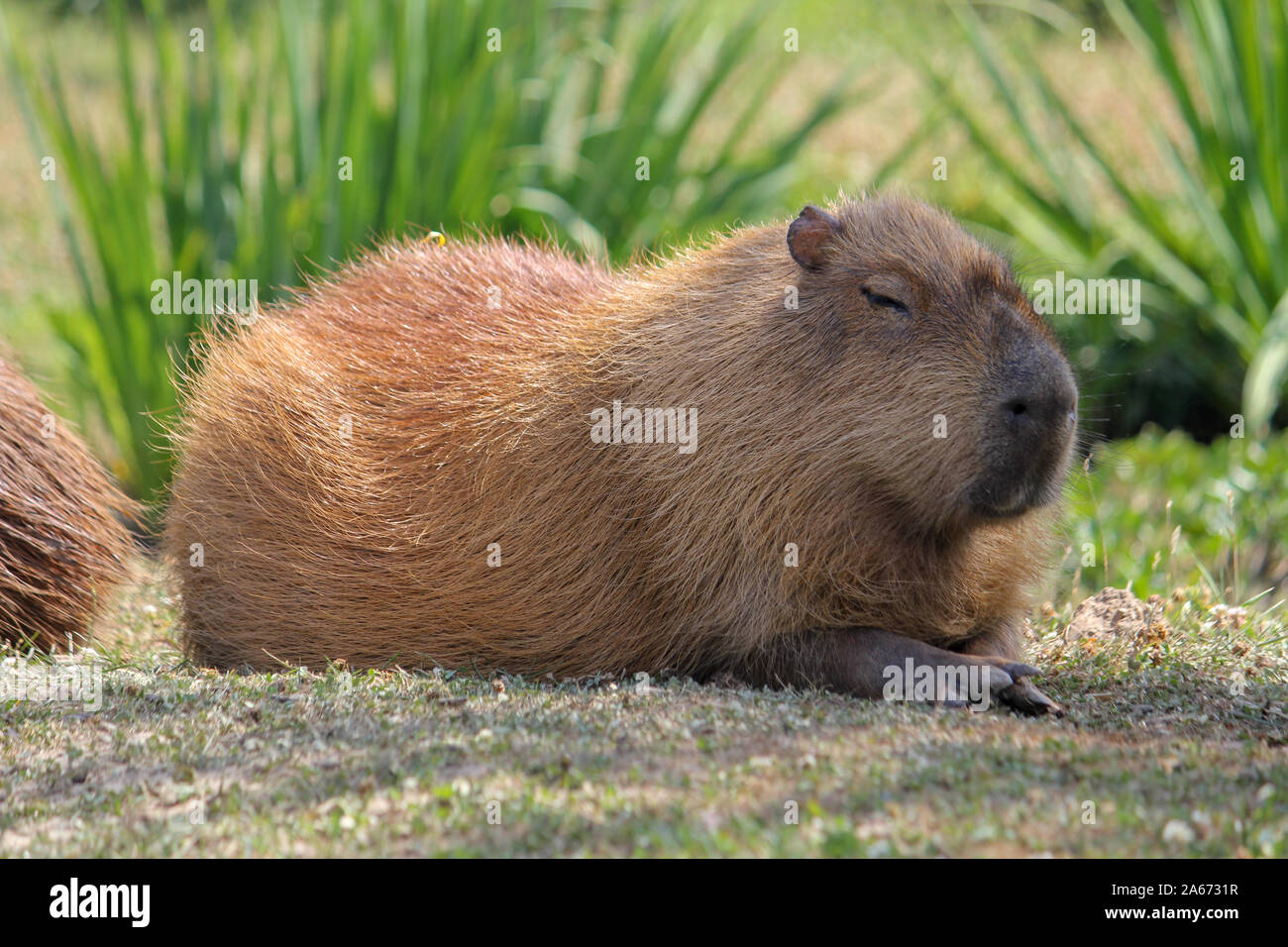 Capybara laying on the grass, Yorkshire Wildlife Park Stock Photo