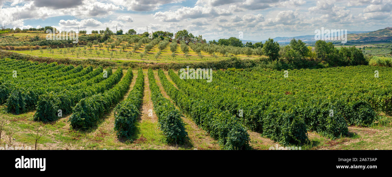 Vineyards in rows. High views from drone. Sunset backlight. Panoramic image. Growing wine grape in Italy. Stock Photo