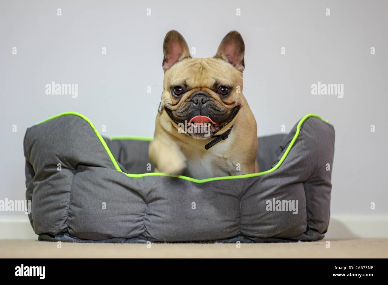 French bulldog climbing out of dog bed Stock Photo Alamy