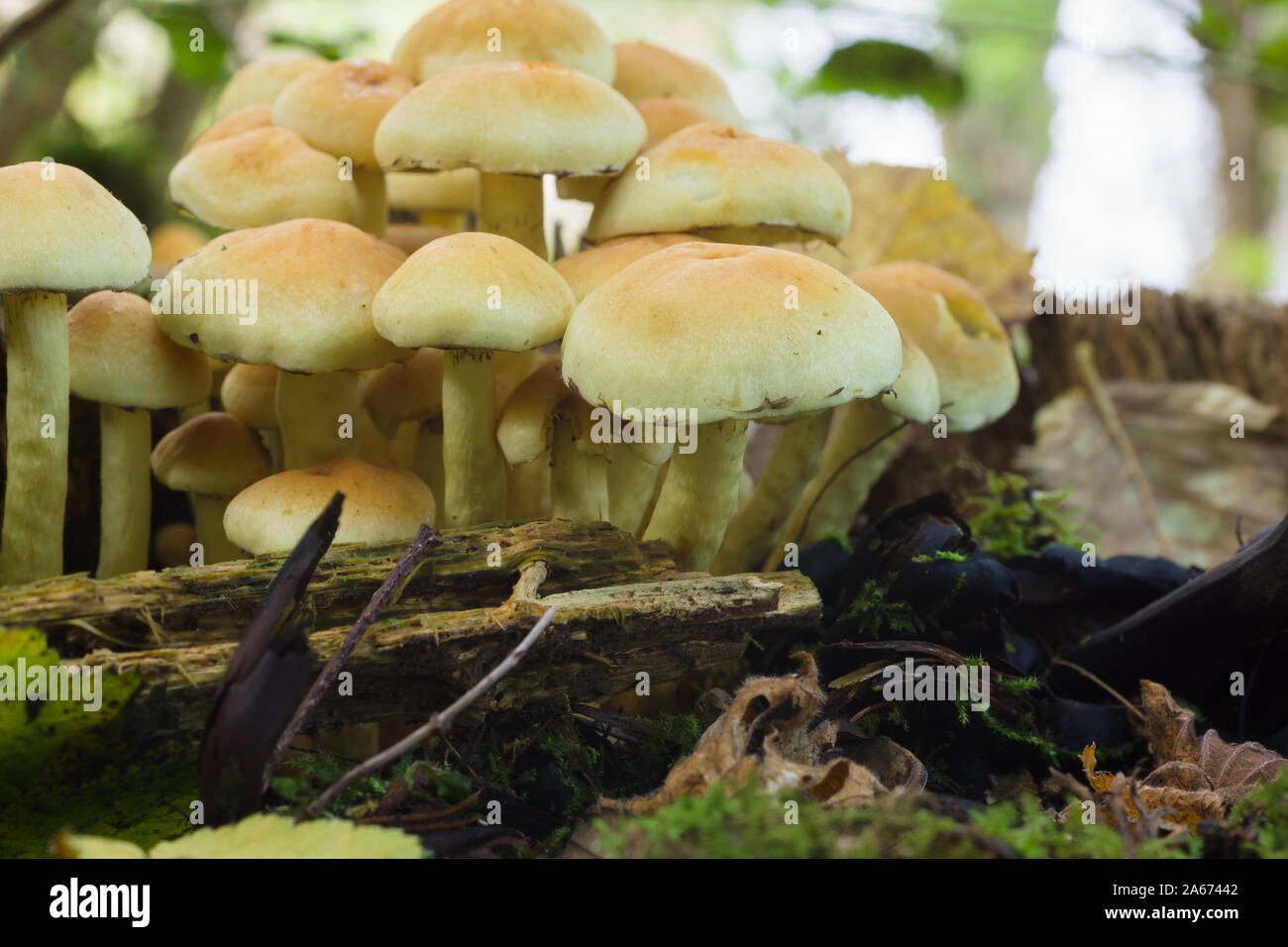 Brown Poisonous Mushrooms