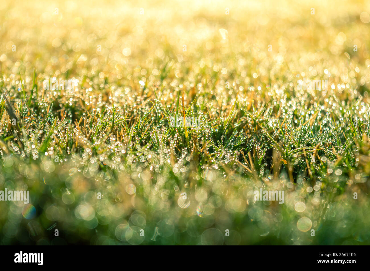 Green grass wet by the morning dew on an autumn morning Stock Photo Alamy