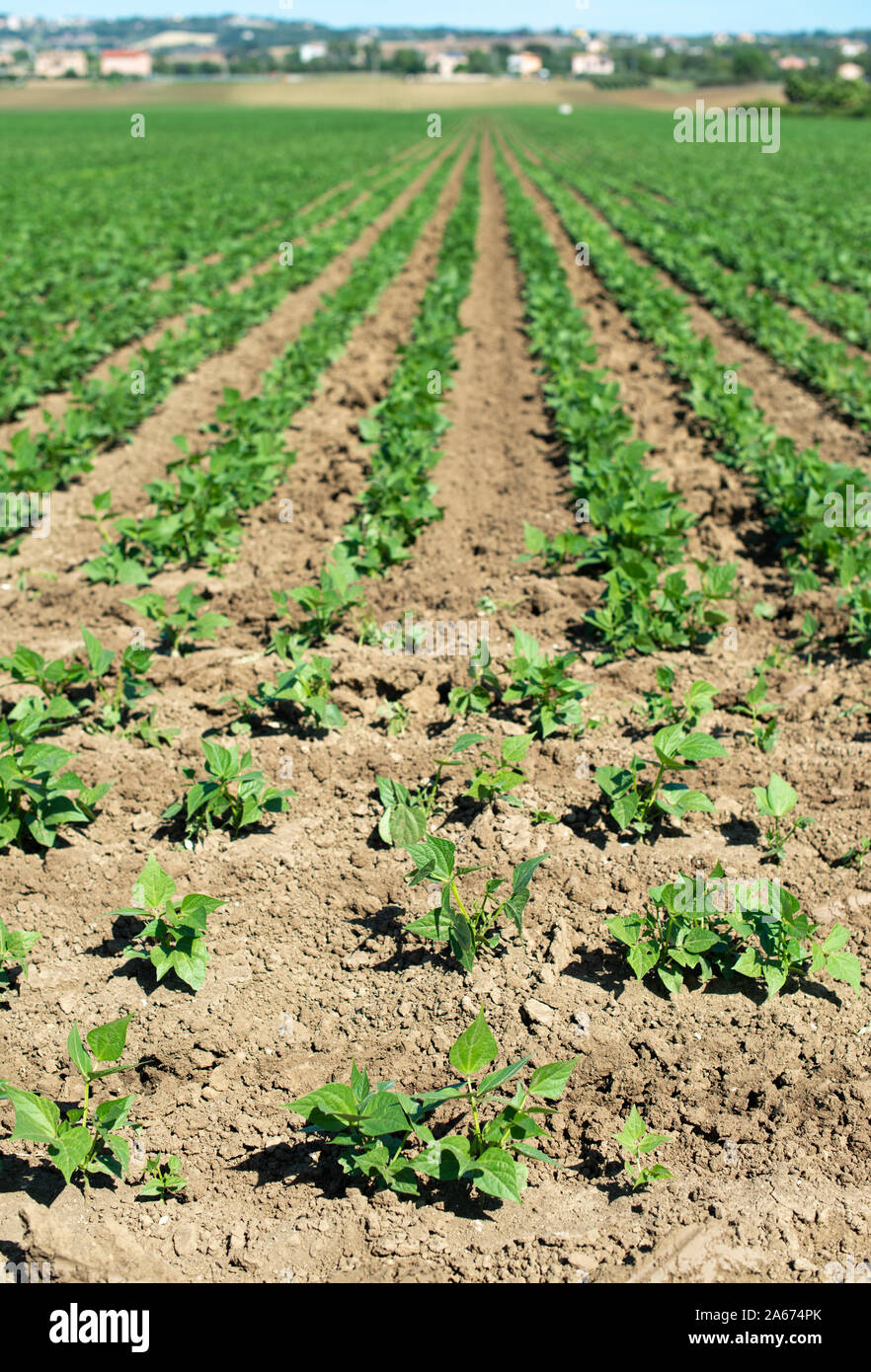 Legumes plantation soybean plants hi-res stock photography and images ...