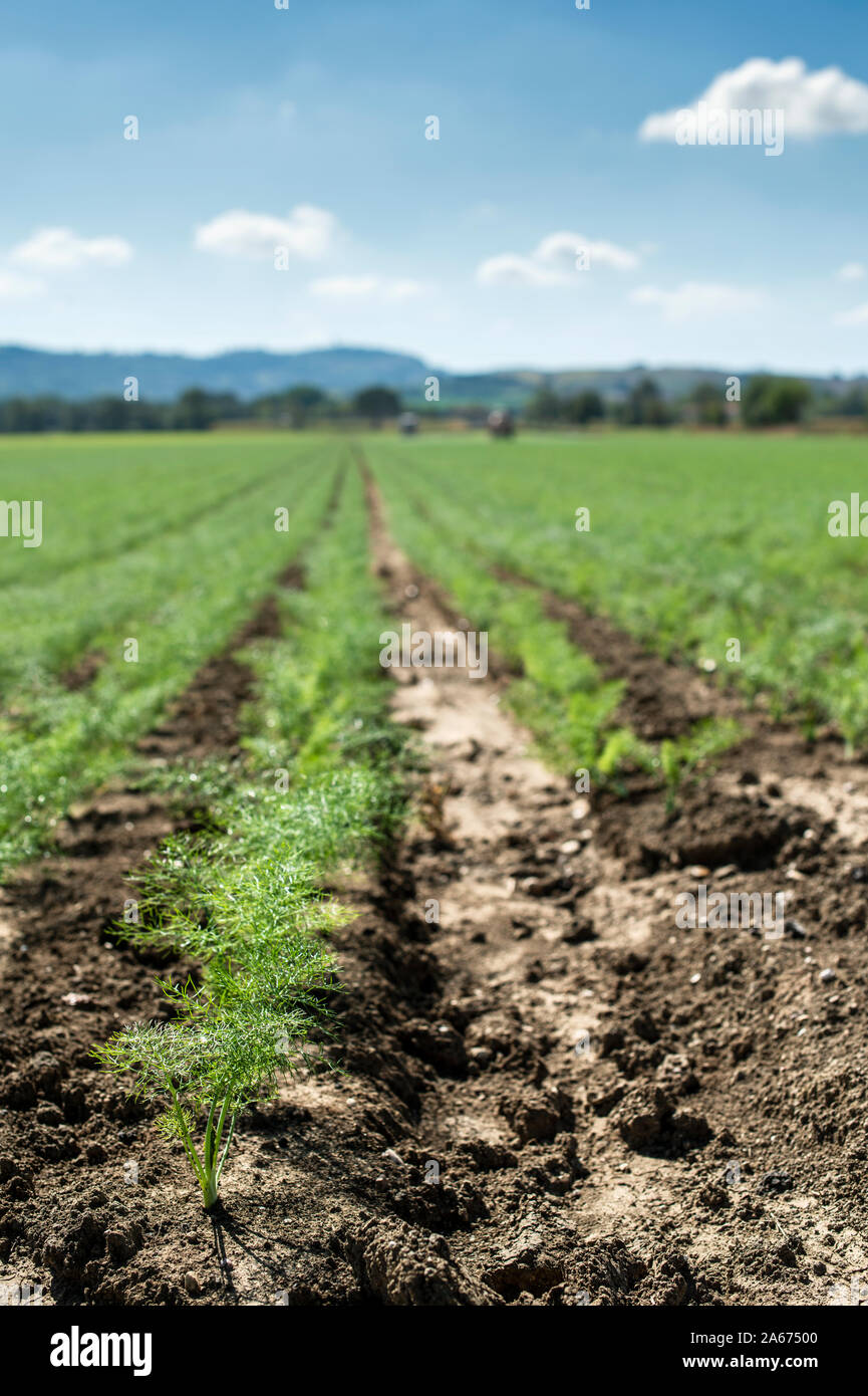 Fennel young plants in rows. Agriculture land with small fennel plants