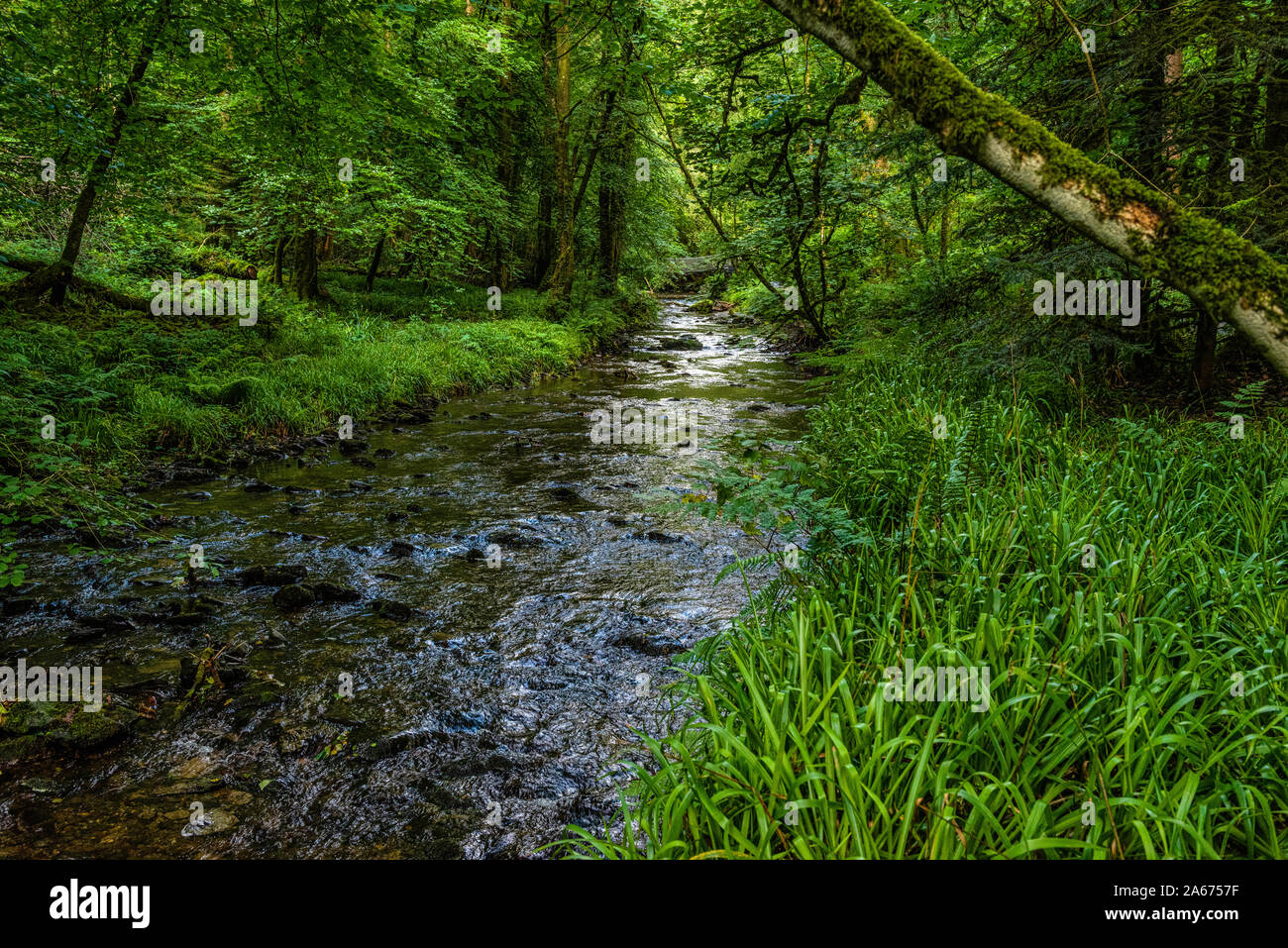 River Lyd in Devon, England Stock Photo