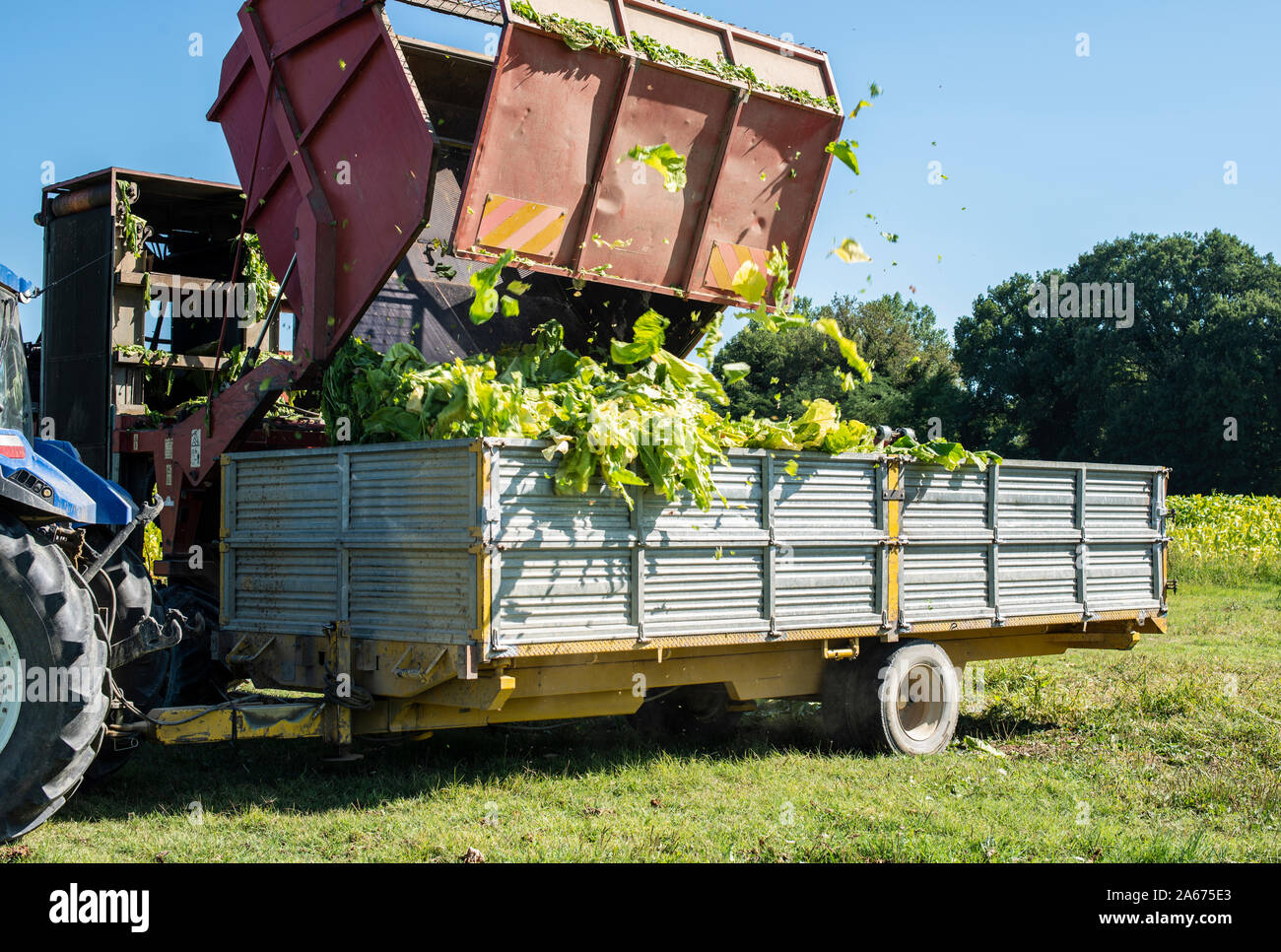 Loading tobacco leaves on truck. Harvest and transport tobacco leaves from plantation. Sunlight. Stock Photo