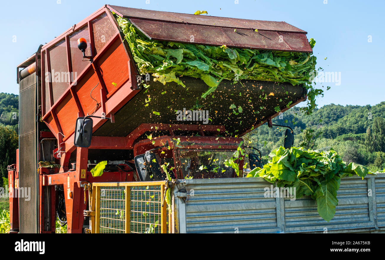 Loading tobacco leaves on truck. Harvest and transport tobacco leaves from plantation. Sunlight. Stock Photo