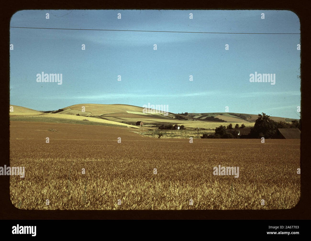 Wheat farm, Walla Walla, Washington Stock Photo Alamy