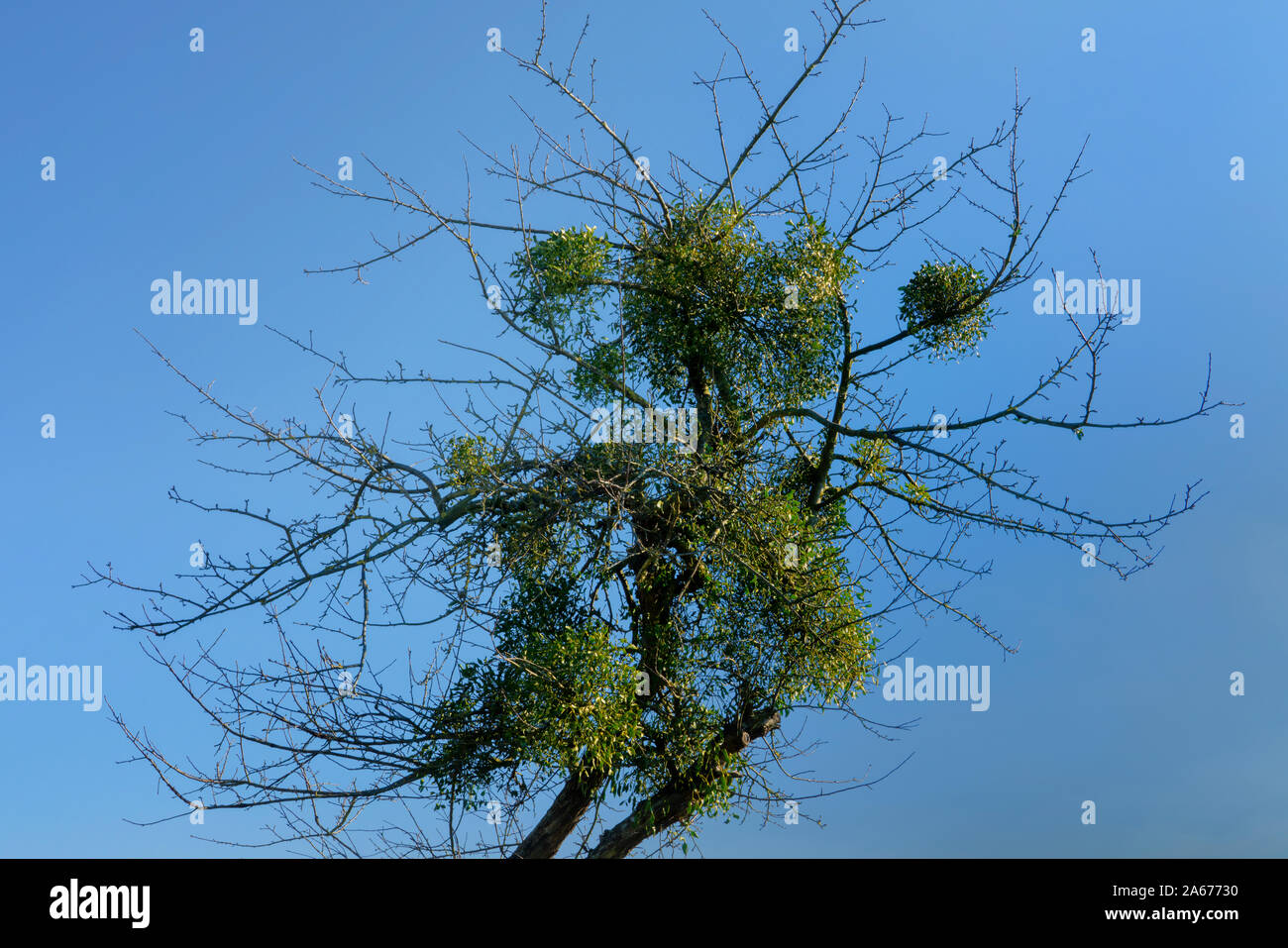 Sprouting Mistletoe Growing mistletoe hi-res stock photography and images - Alamy