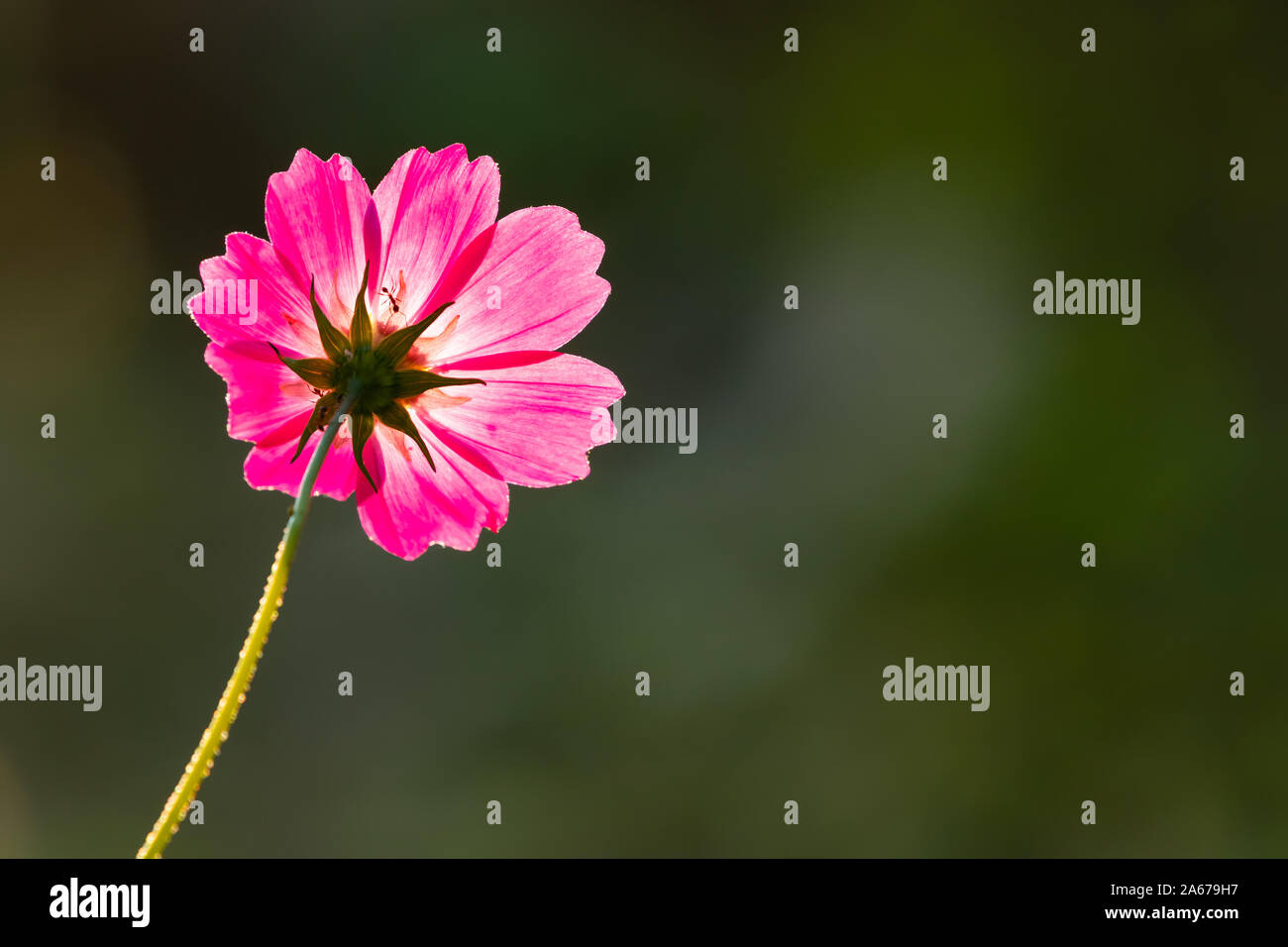 Pink Cosmos Flower Glow High Resolution Stock Photography and Images ...