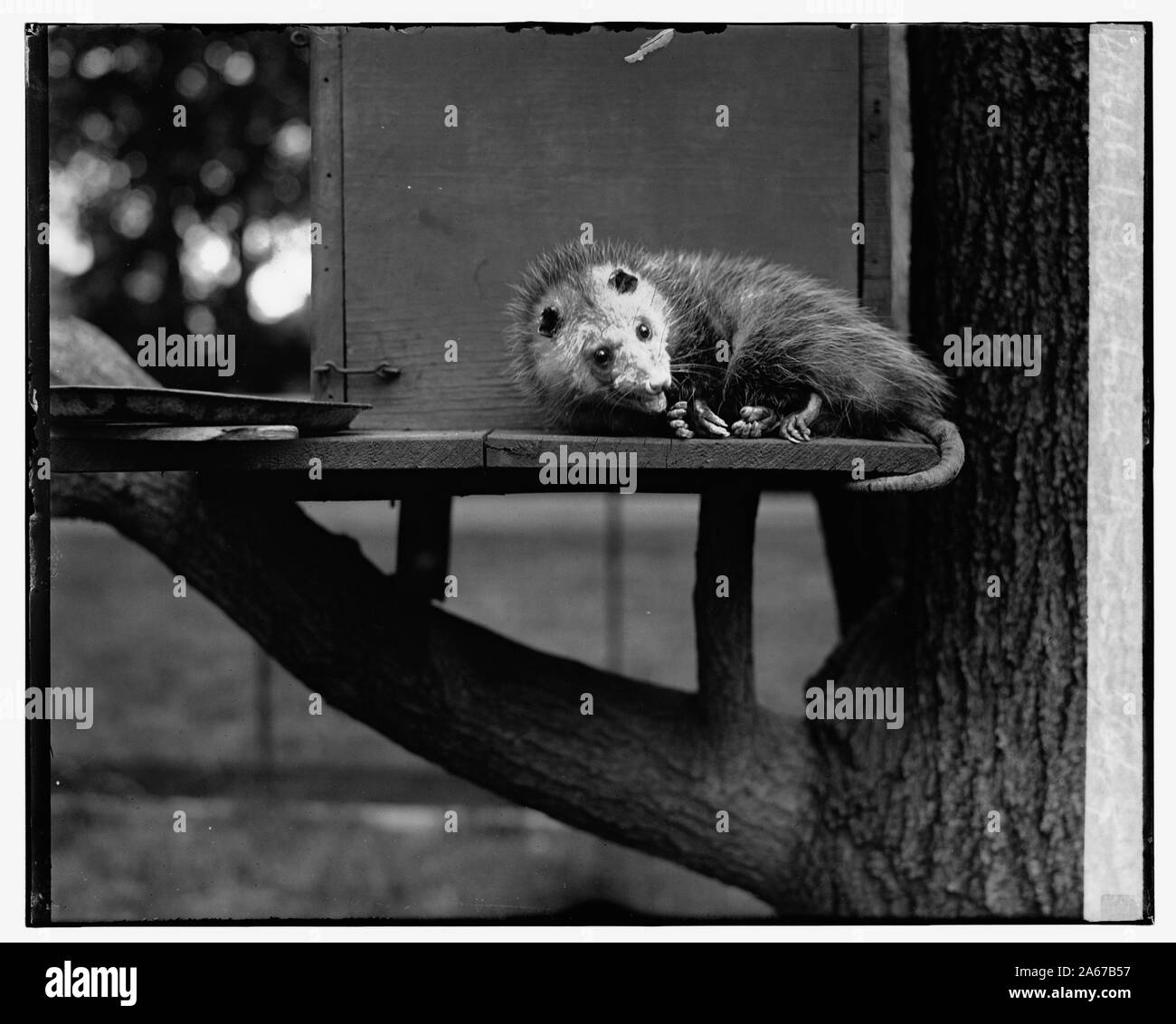 White House possum, 5/6/29 Stock Photo Alamy