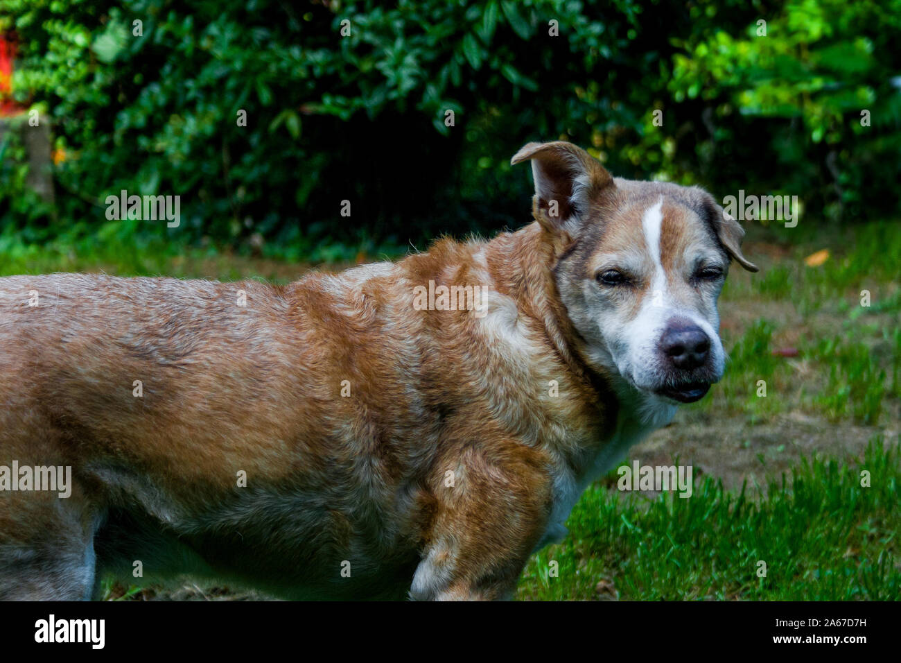 Portraits of mixed breed dogs, Chihuahua Jack Russel, Garden in Neuwied Stock Photo