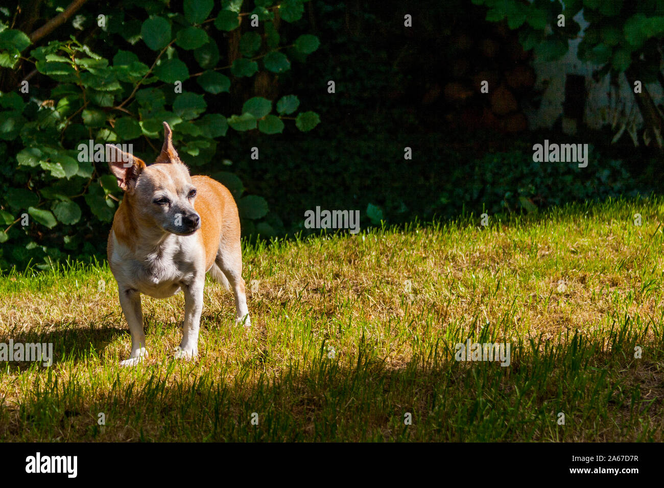 Portraits of mixed breed dogs, Chihuahua Jack Russel, Garden in Neuwied Stock Photo