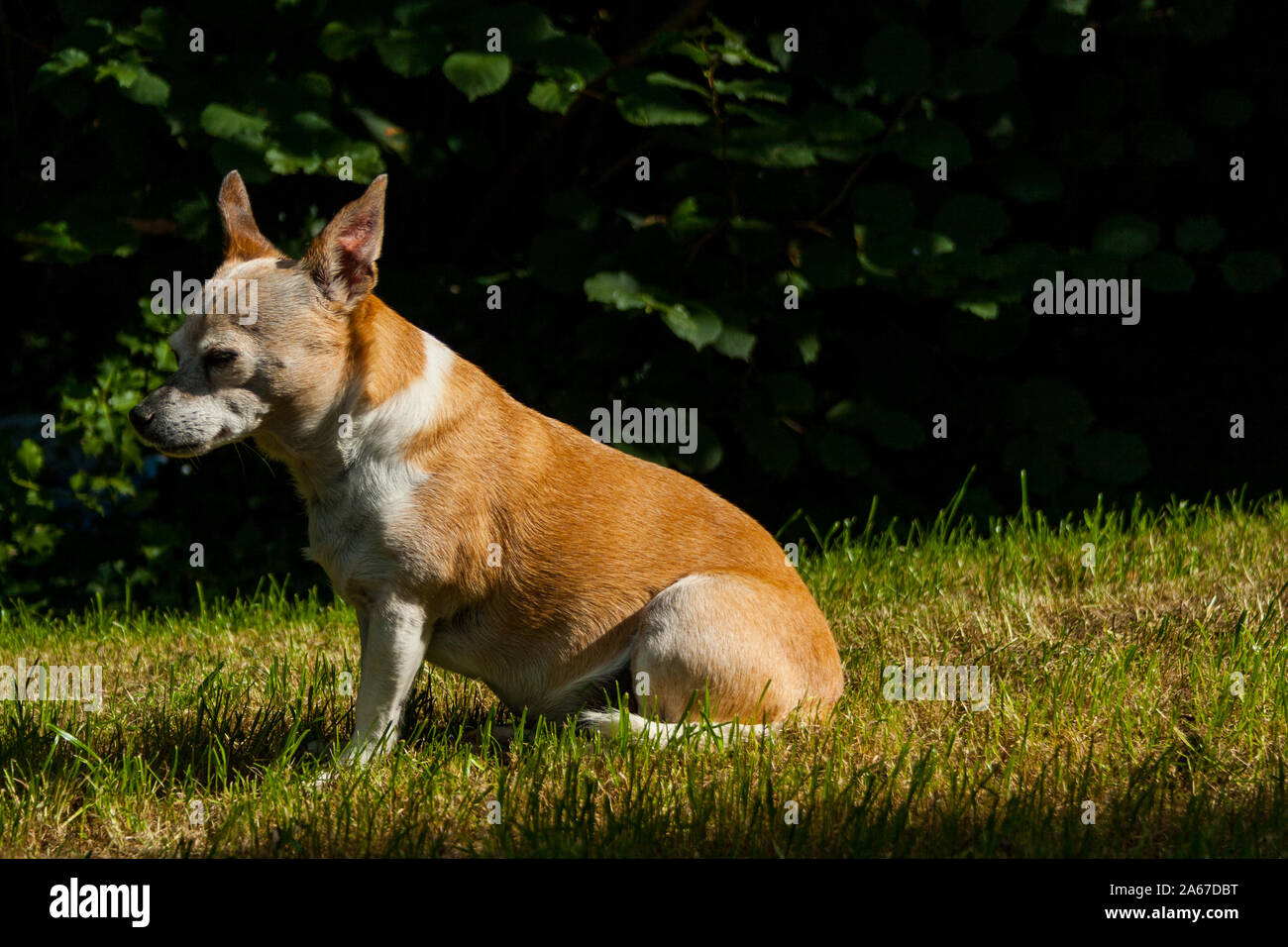 Portraits of mixed breed dogs, Chihuahua Jack Russel, Garden in Neuwied Stock Photo