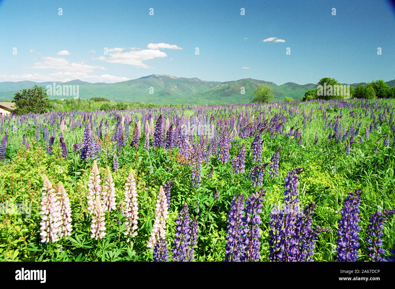New England wildflowers Sugar Hill lupines Stock Photo Alamy