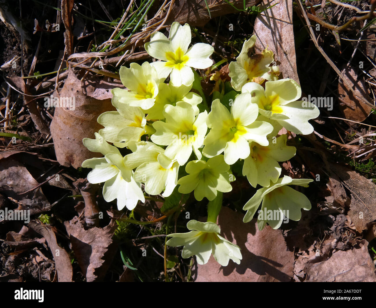primrose, Stängellose Schlüsselblume, szártalan kankalin, Primula vulgaris  Stock Photo - Alamy