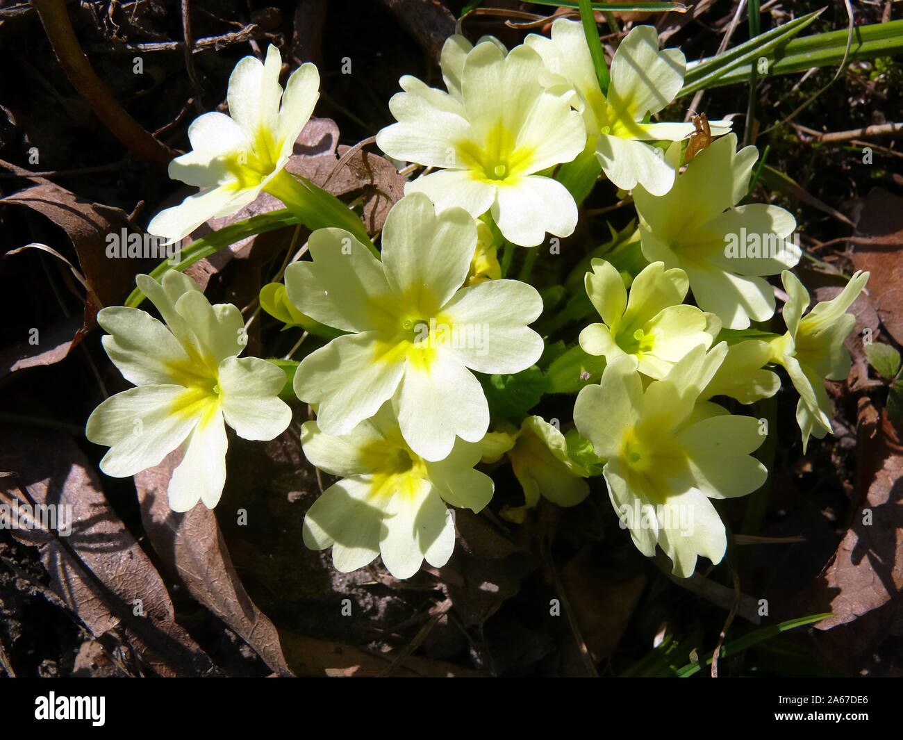 primrose, Stängellose Schlüsselblume, szártalan kankalin, Primula vulgaris  Stock Photo - Alamy