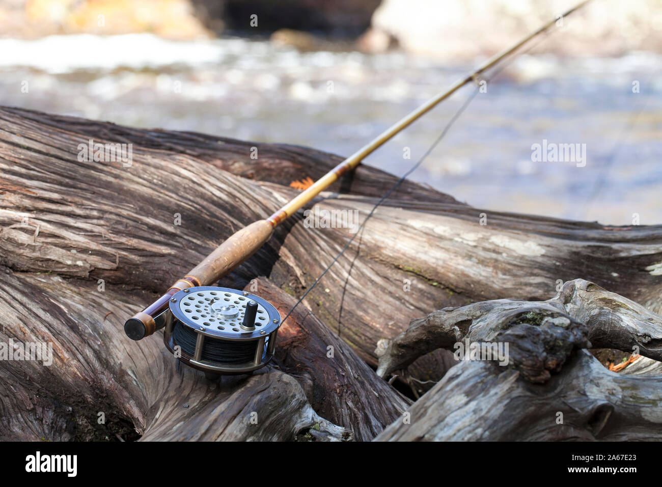Antique fly rod and reel on a gnarled cedar tree near a river in northern Minnesota Stock Photo