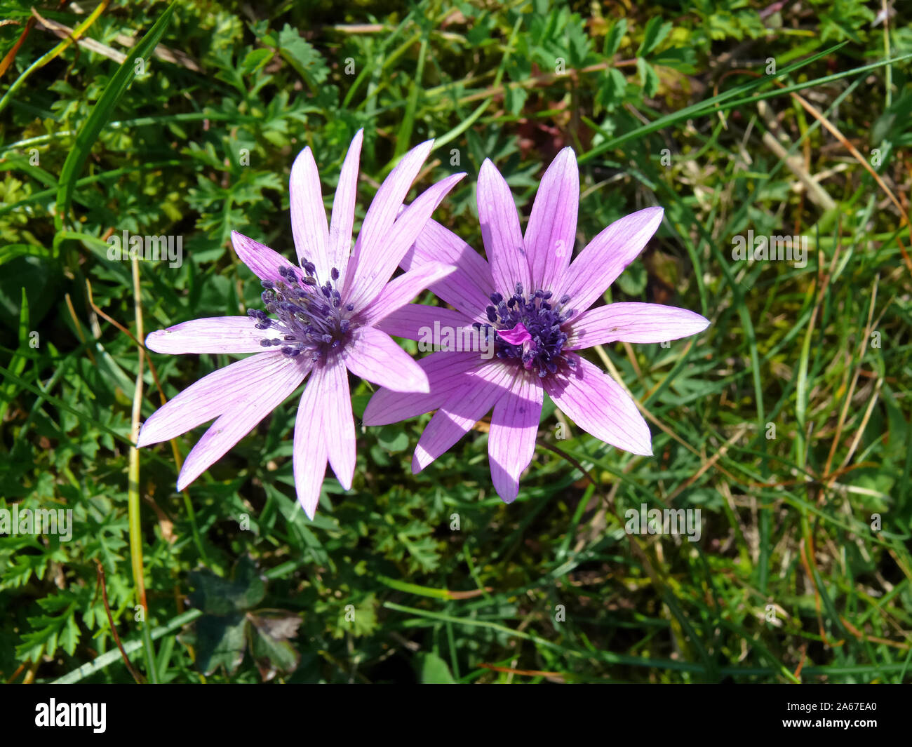 broad-leaved anemone, Stern-Anemone, Anemone hortensis, szellőrózsa Stock Photo