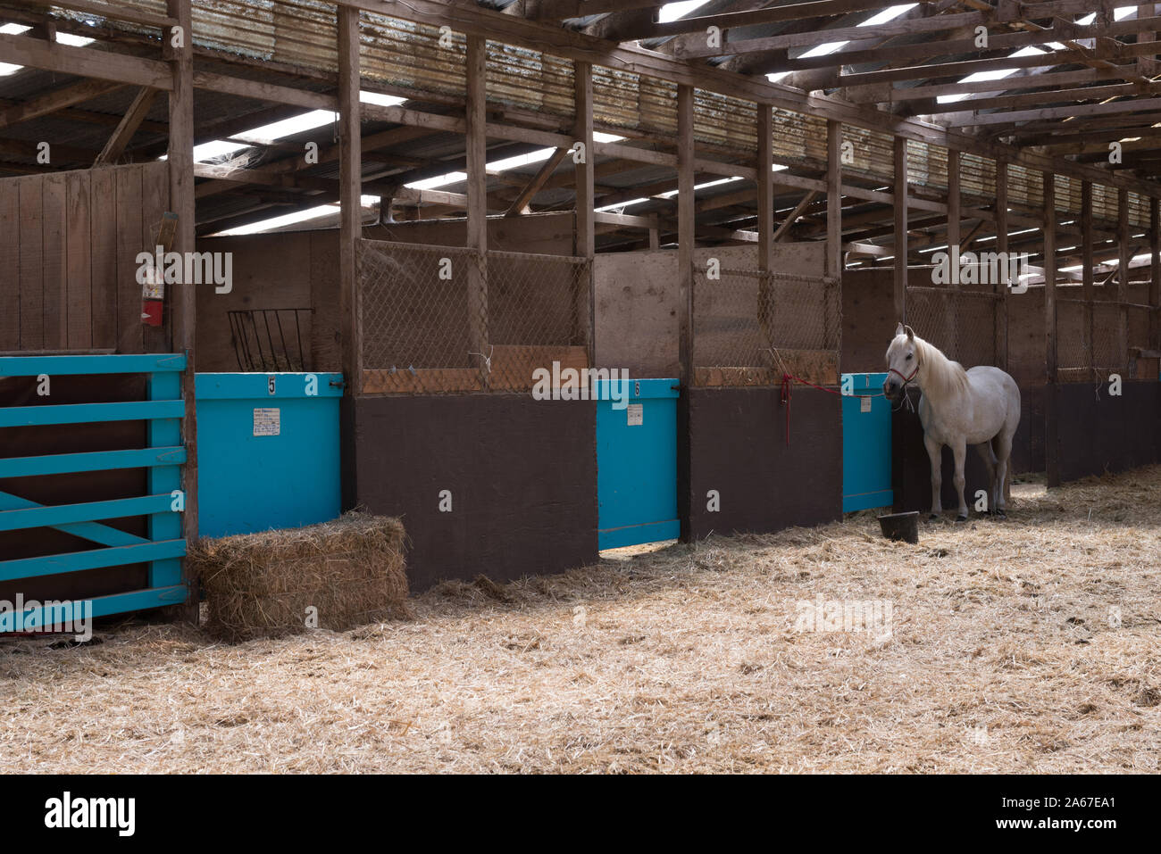 White horse in the barn at Ricochet Ridge Ranch in Fort Bragg ...