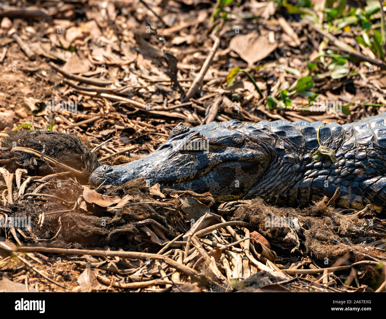 Caiman In The Leaves Stock Photo