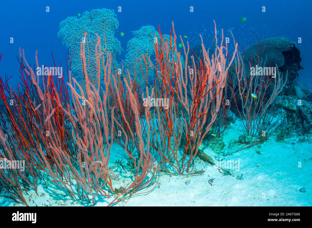 Red sea whip coral [Ellisella ceratophyta].  Similan Islands, Andaman Sea, Thailand. Stock Photo