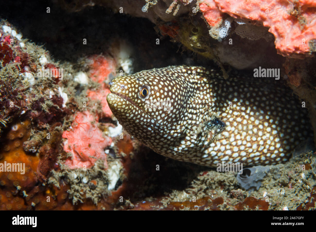 Whitemouth moray eel [Gymnothorax meleagris].  Lembeh Strait, North Sulawesi, Indonesia.  Indo-Pacific. Stock Photo