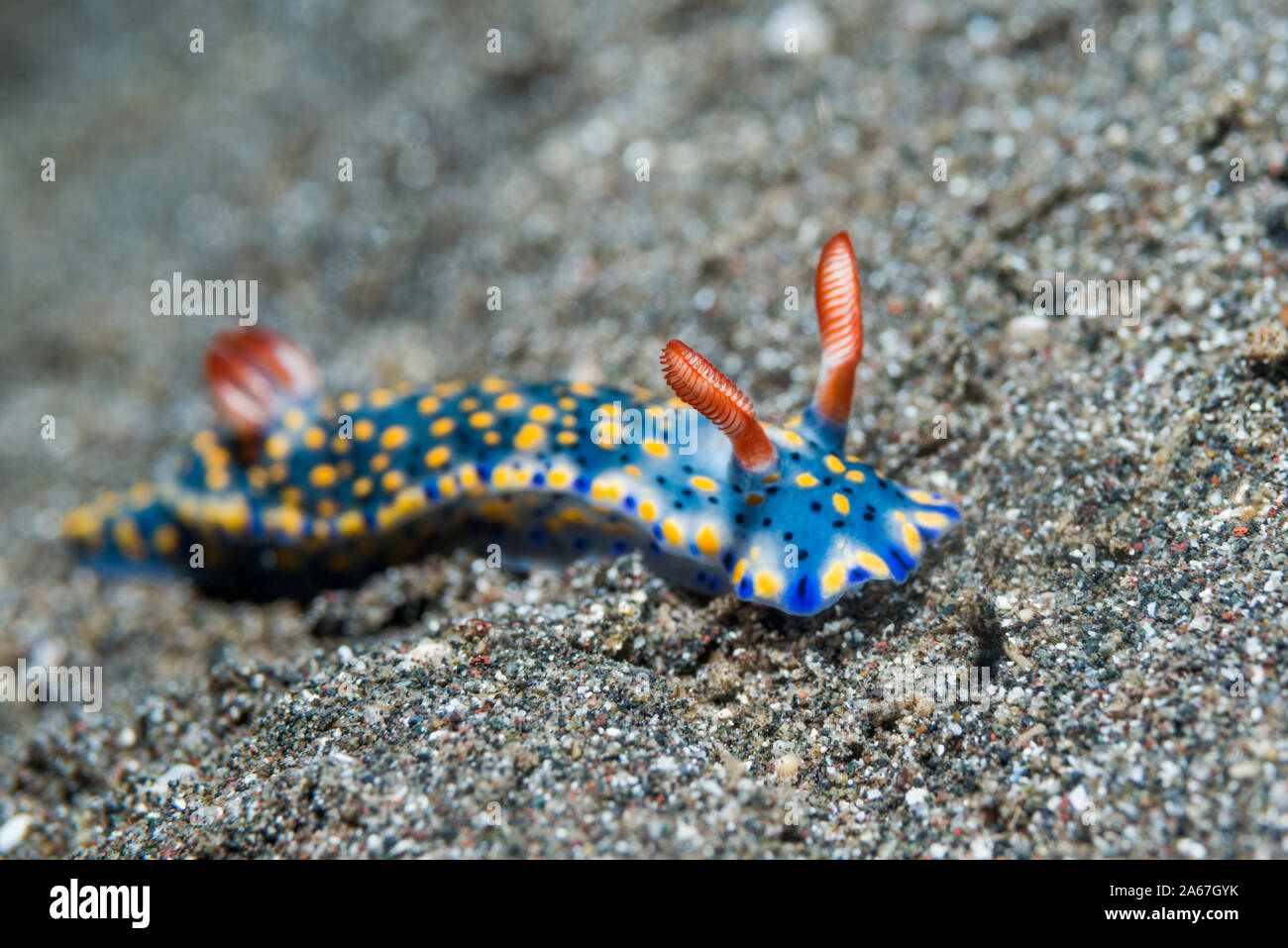 Nudibranch - Hypselodoris infucata.  Lembeh Strait, North Sulawesi, Indonesia. Stock Photo